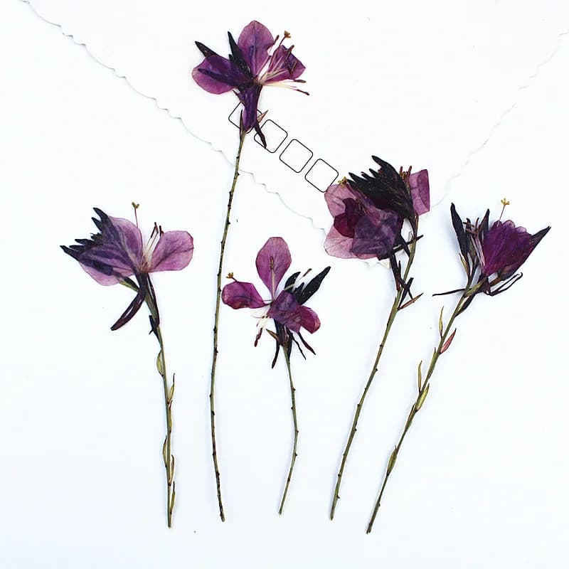 12 pieces/5-9 cm, branches of dried natural fishing flowers, pressed flower handmade case for phone epoxy candle scented greeting card bookmark