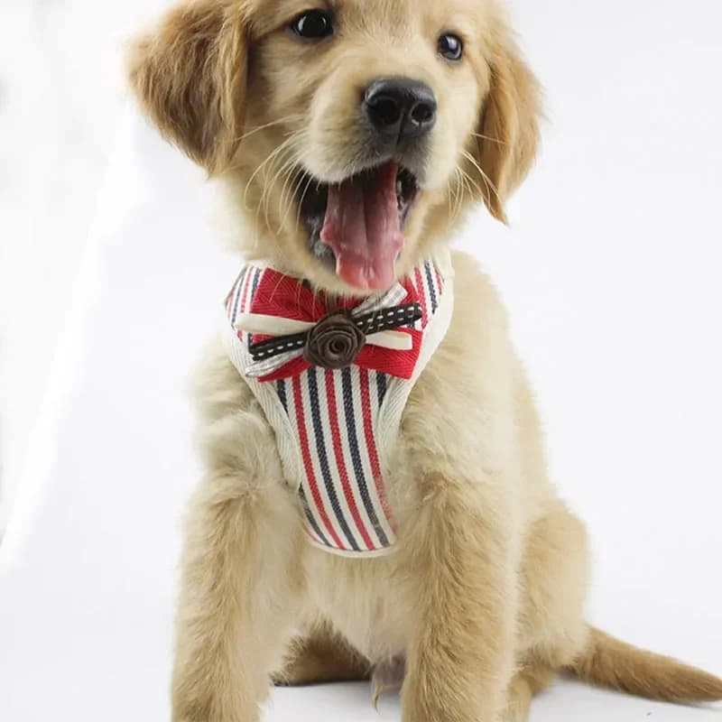 Pet Set di cinghie posteriori per petto in cotone a forma di I per animali domestici Imbracatura per gilet con corda di trazione Bowknot Animali domestici Cucciolo di gatto Accessori per guinzaglio esterno