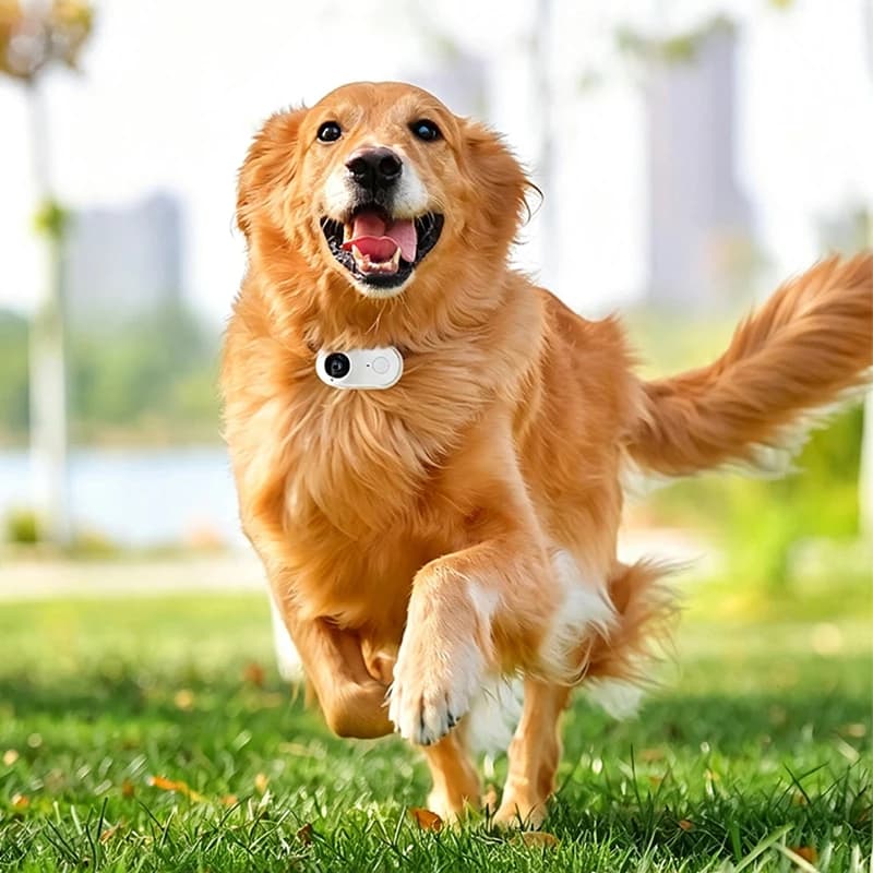WIFI Pet Video Recorder,1080P Dog Collar First Person Vlog Camera,EIS Anti-Shake Mini Camera
