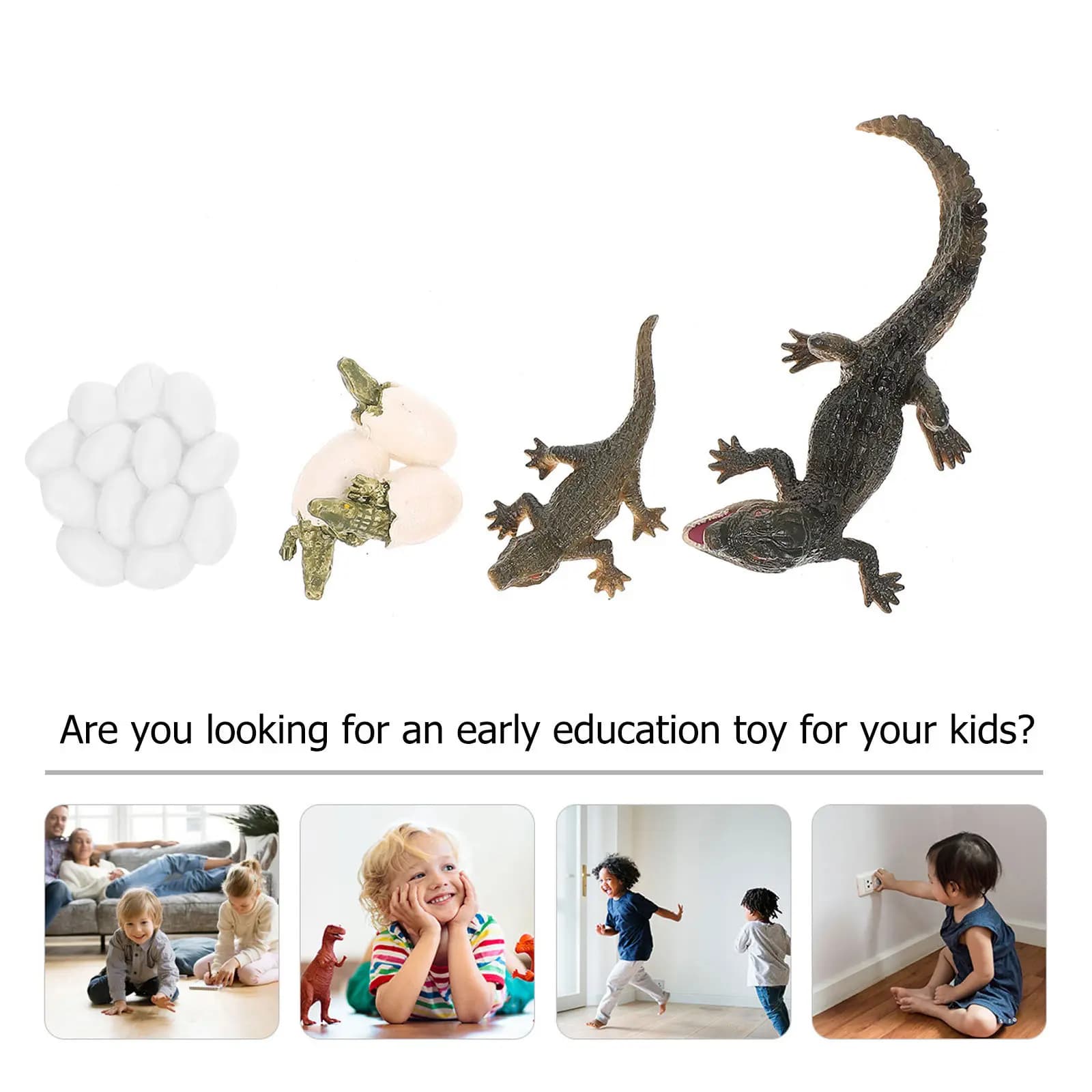 Set di Figure del Ciclo di Vita Realistiche, Modello Educativo per la Prima Infanzia, Figura del Ciclo della Vita per Bambini