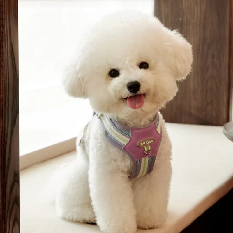Dog Harness With Leash Set Strap Adjustable Soft Breathable Harness Vest For Small Medium Dogs Cats Dog Supplies Bichon Frise