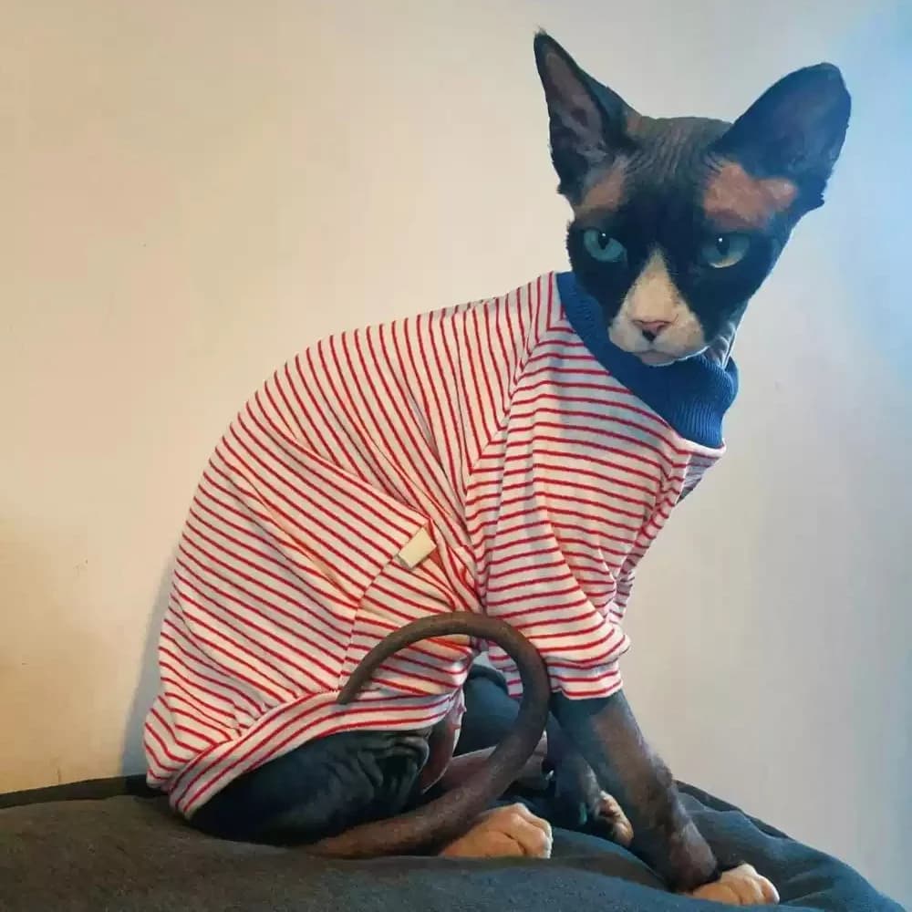 Fashion Striped Cotton T-Shirt for Devon Rex Long Sleeves White Coffee Coat for Sphynx Cat Loungewear for Male Cat in Spring
