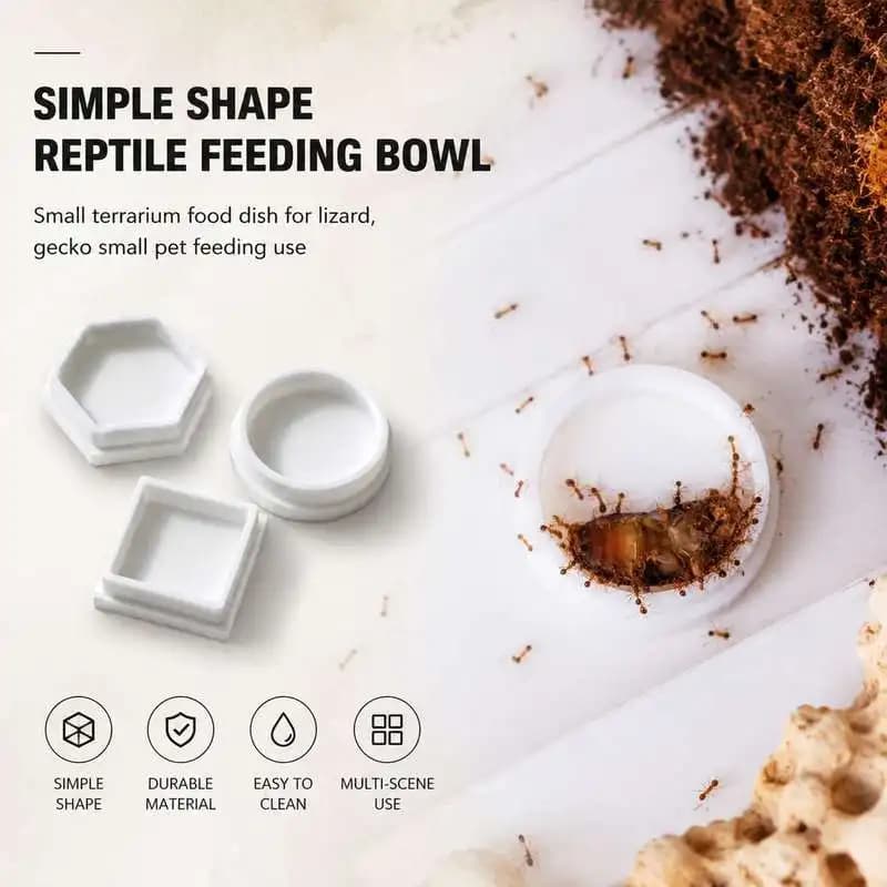 Simple Shape Reptile Pet Feeding Bowl Small Terrarium Food Dish For Lizard Gecko Small Pet Feeding Use