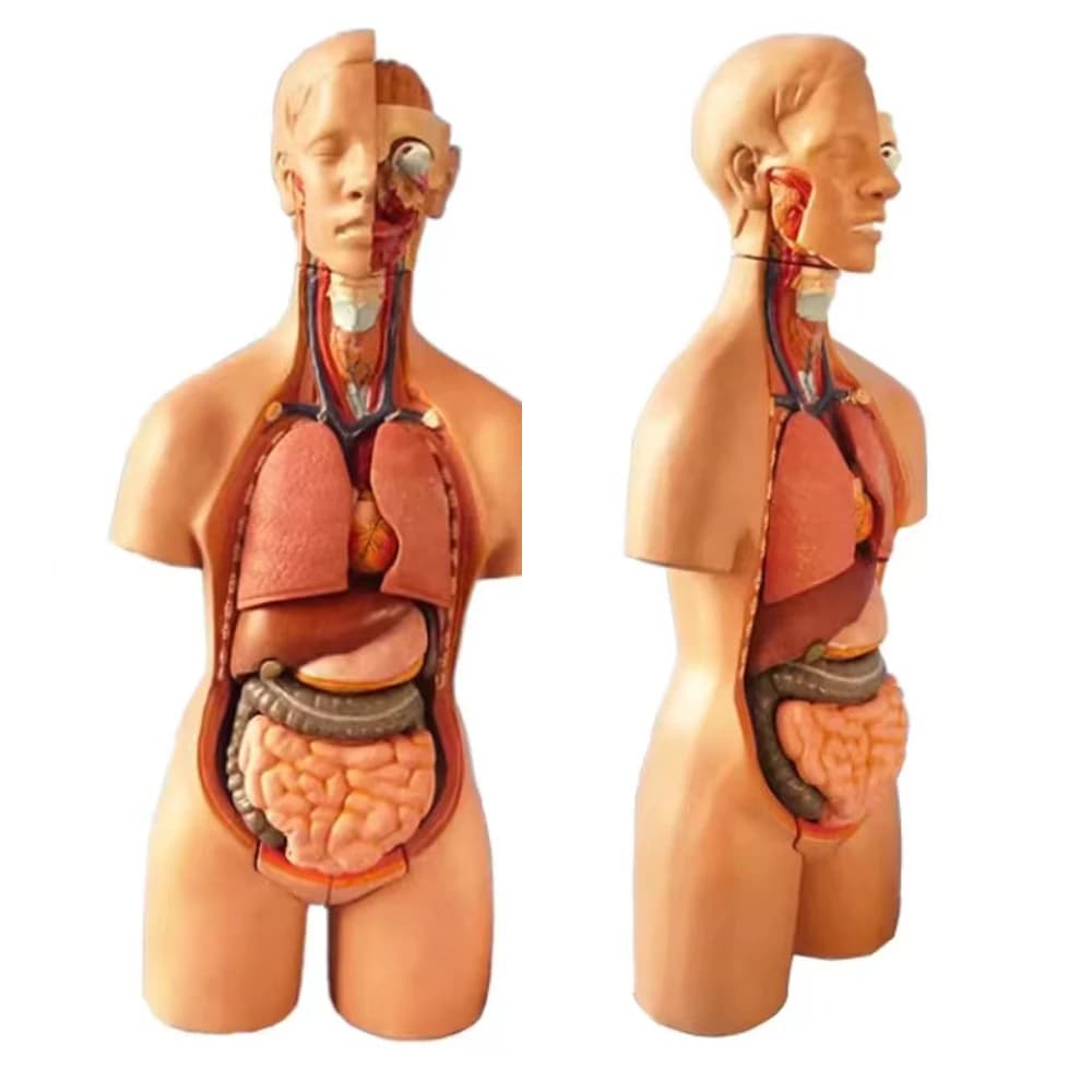 55 centimetri Giocattoli Educativi Rimovibili 19 Parti Medico Torso Umano Modello Assemblato Anatomia Corpo Bisessuale Modelli di Studio Anatomico Kit