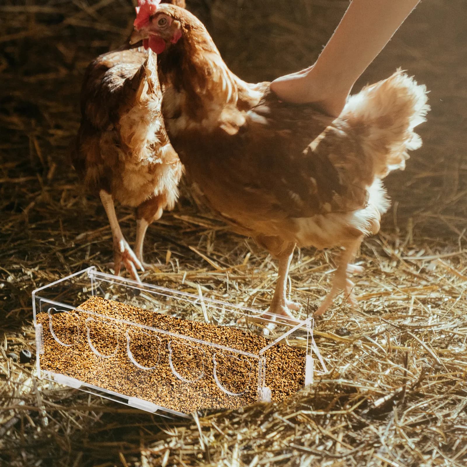 Contenitore per Alimenti in Acrilico per Piccoli Uccelli, Polli, Criceti, Ciotola Leggera e Lavabile per Gabbia