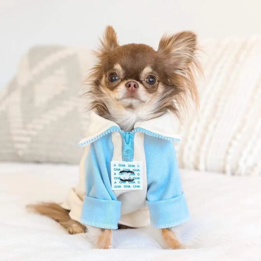 Felpa con Cappuccio alla Moda per Cani, Abbigliamento in Cotone per Animali Domestici, Outfit Caldo e Carino per Autunno e Inverno, Stampa Yorkies Gary Boy