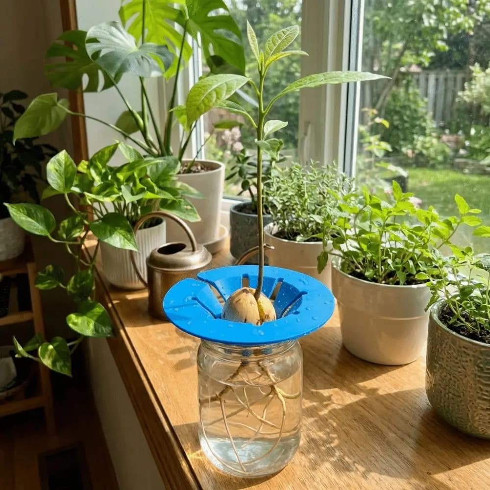 Sistema di Coltivazione Idroponica per Avocado Senza Suolo, Kit di Crescita in Plastica, Dispositivo per Germinazione, Supporto Idroponico