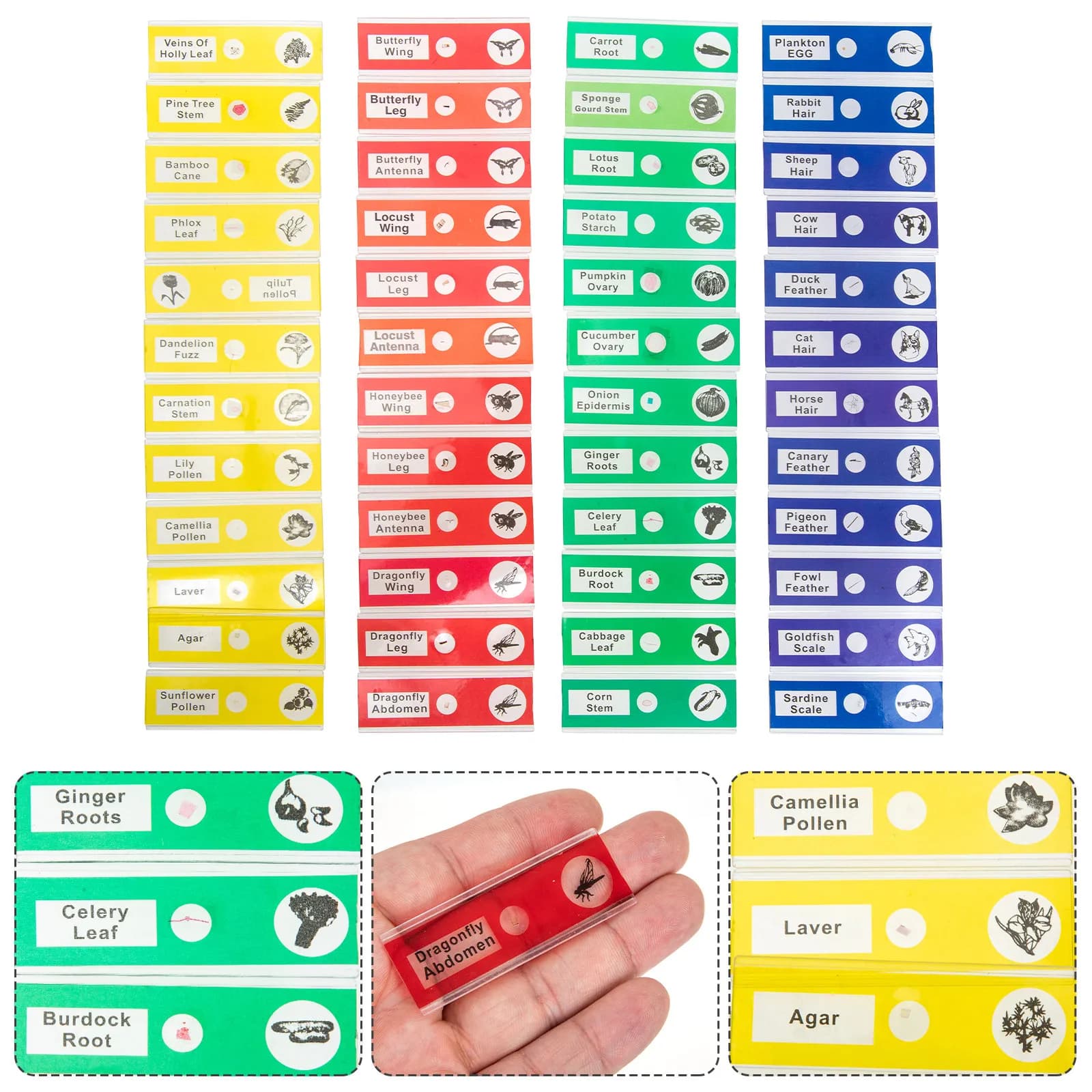 48 Pezzi di Vetrini di Campioni Biologici Preparati per Microscopio, Collezione per Studenti, Homeschooling, Principianti, Etichette Trasparenti, Spedizione Veloce