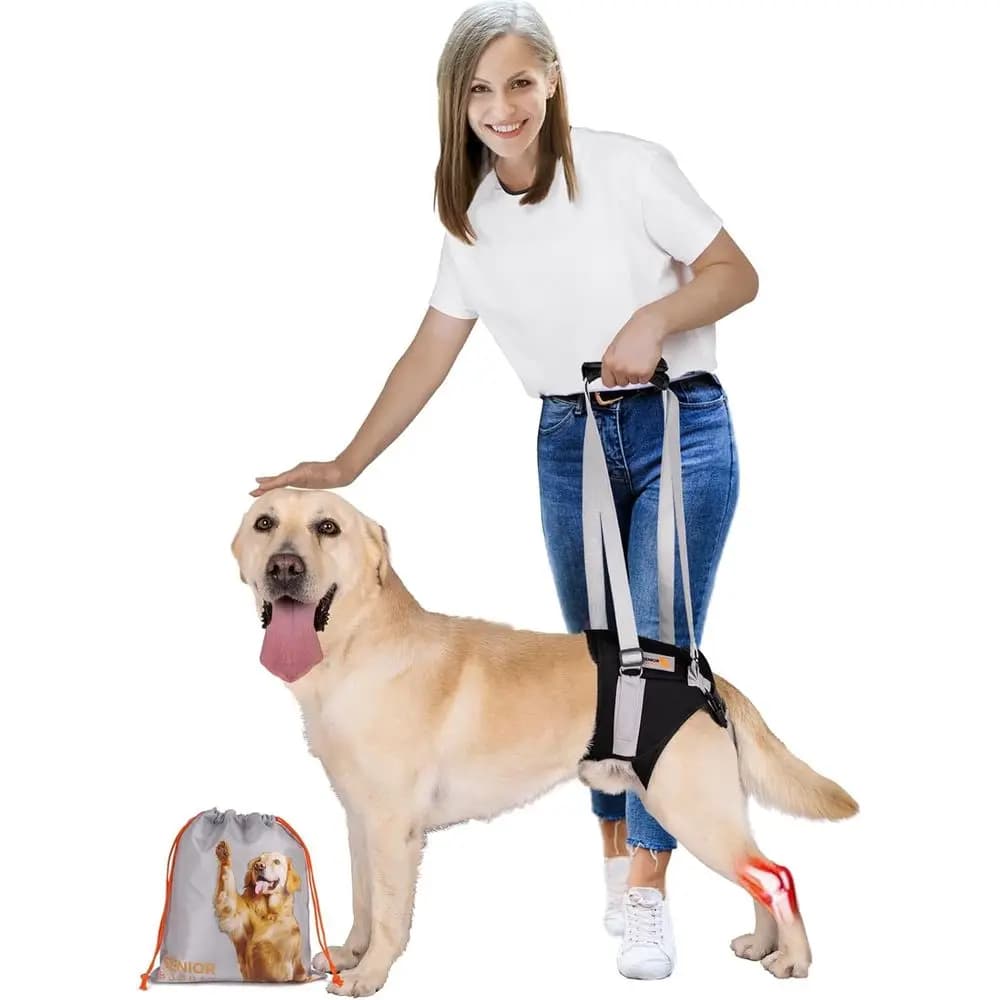 Pettorina di sostegno per cani media con maniglia per assistenza alle gambe posteriori, ideale per camminare e arrampicata su scale con problemi articolari o Arthri