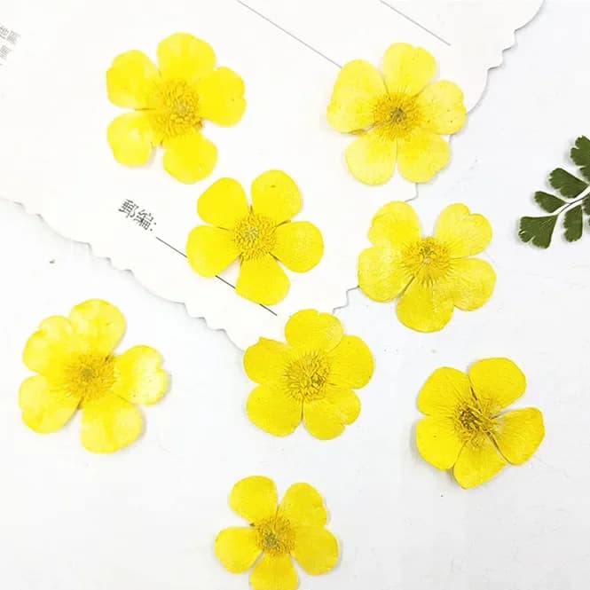 1.5-2cm/24pcs, Nature Royal Ranuncle petals, pressed flowers for DIY Candle Bookmark Gift Card, Flores Secas Face Nail Decoration