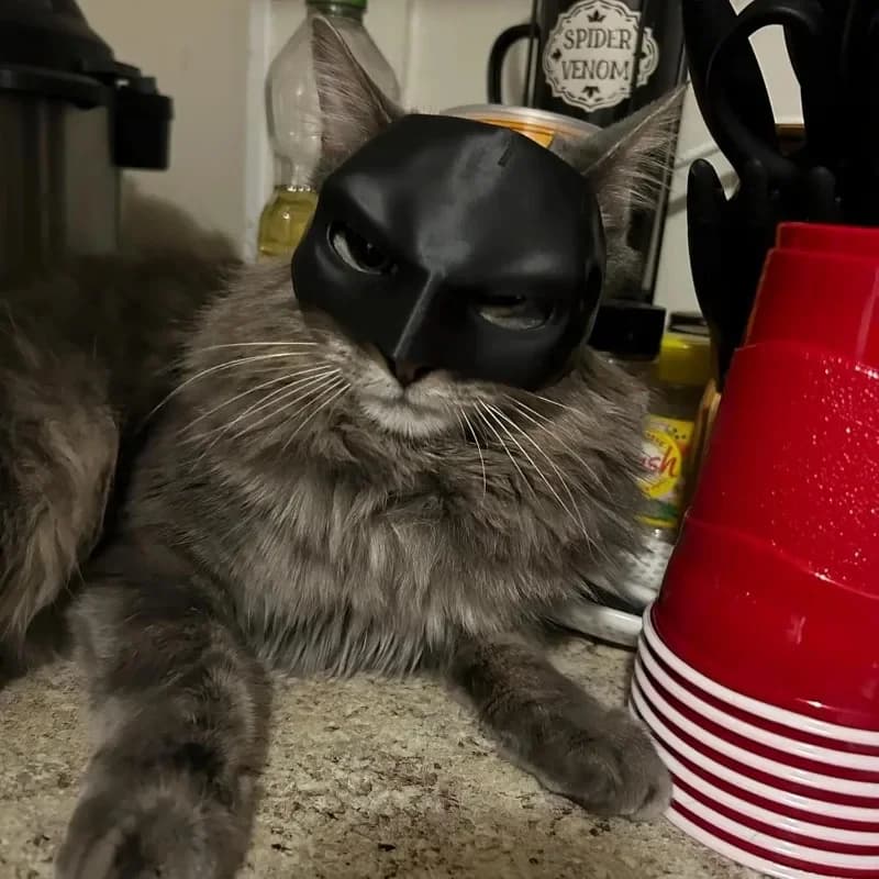 Maschera per gatti Simpatico design a pipistrello opaco per animali domestici Accessorio per costume cosplay fantastico per feste di Halloween Giocattolo per feste di trucco spettrale per cani e gatti