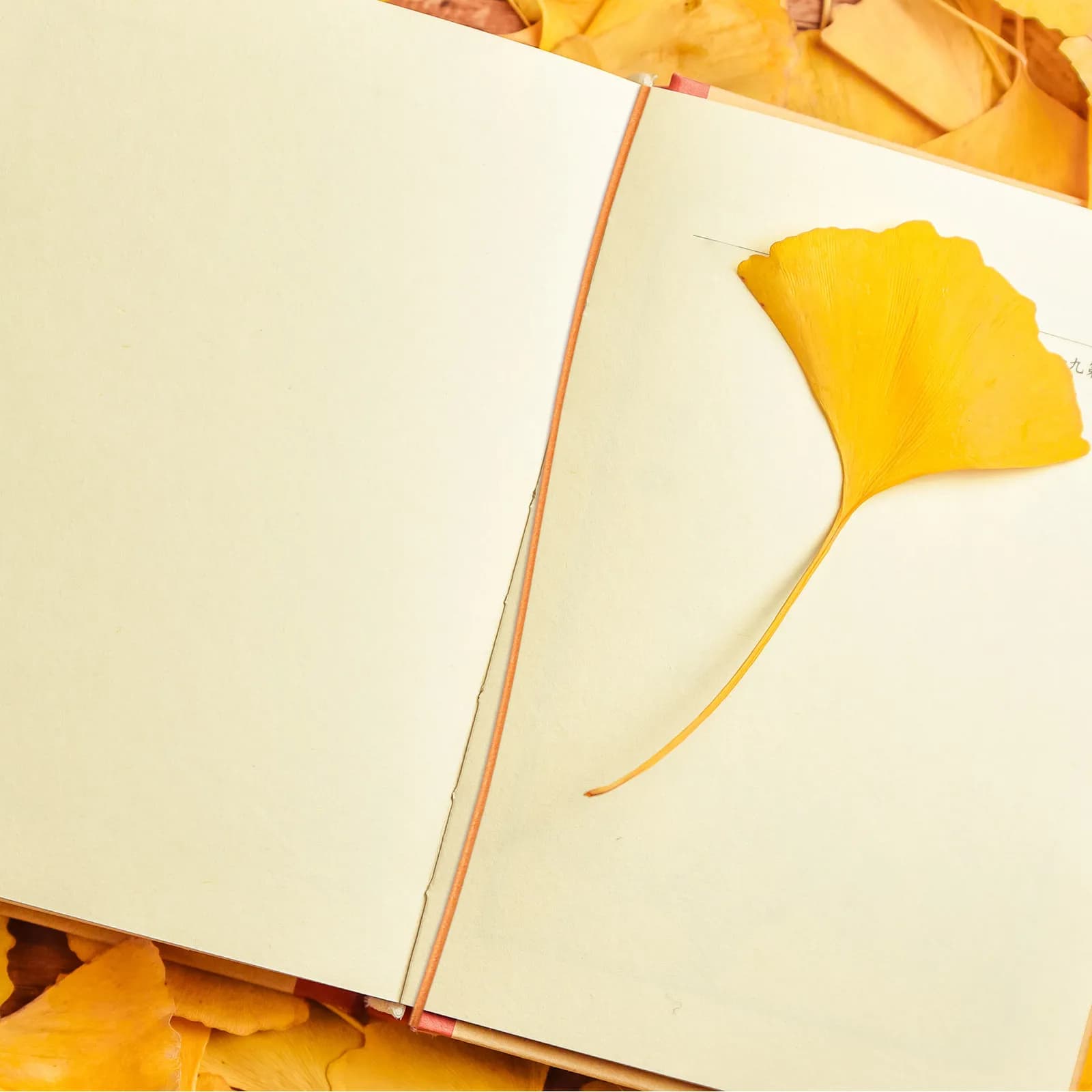 Set di 5 Elastici in Nylon Resistenti, Cinghie a Molla per Libri, Quaderni, Diari e Agende, Accessori per Viaggi