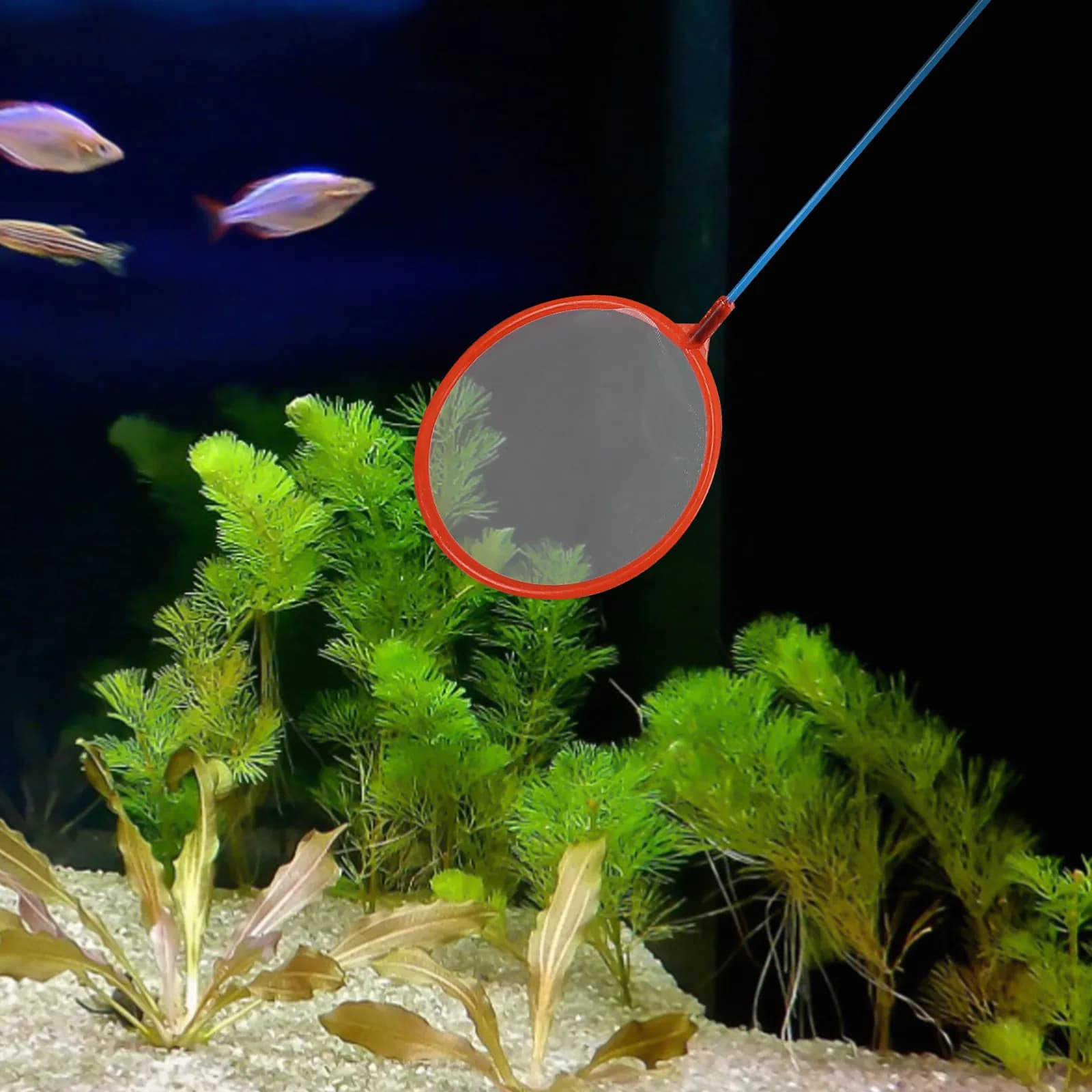 10 Pezzi Rete da Pesca Portatile Piccola per Acquari e Vasche dei Pesci, Rete a Mano Multiuso per Bambini per Catturare Gamberetti, Rete Fine