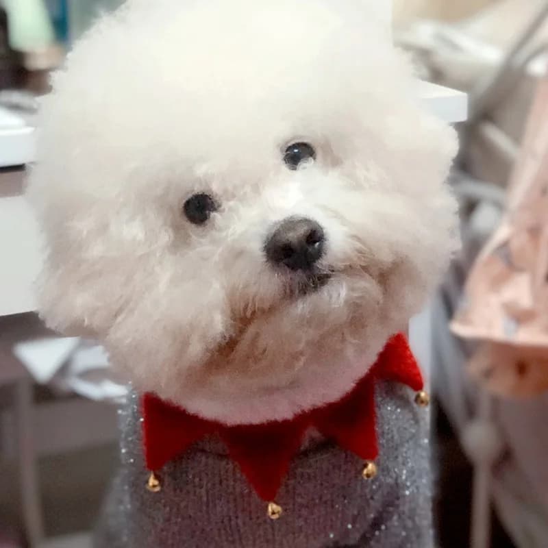 Nuovo collare per animali domestici di Natale Sciarpa triangolare per cani e gatti in peluche invernale con campana Simpatici elementi natalizi Asciugamano per bava per animali domestici Puntelli per decorazioni natalizie