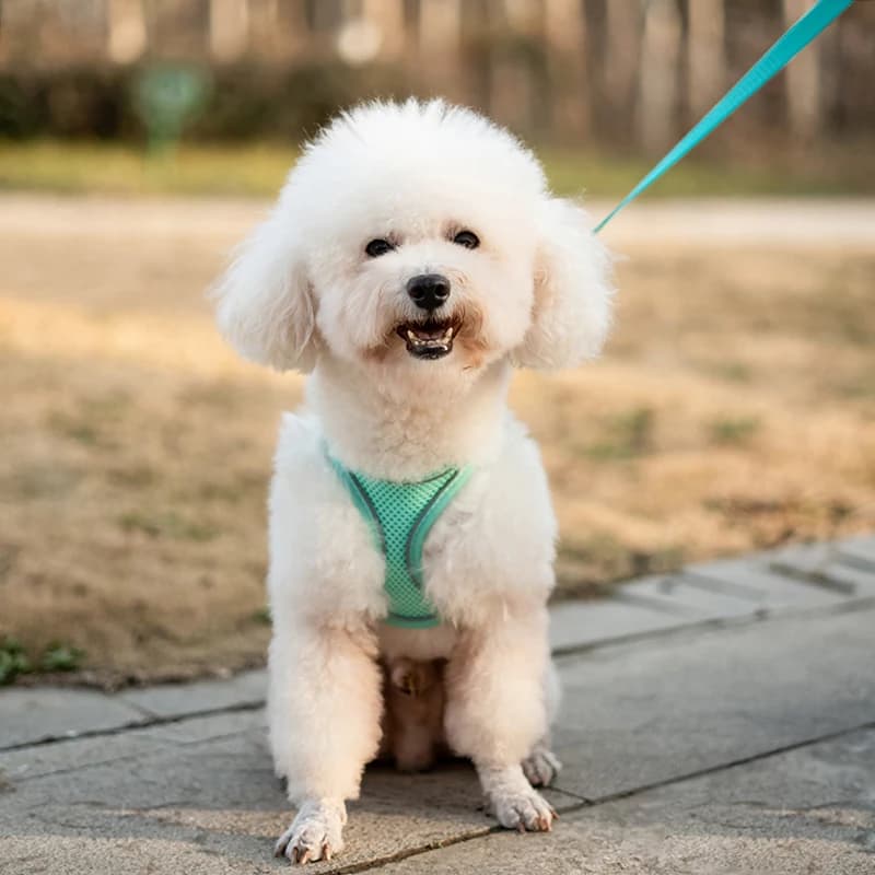 Gilet per cani traspirante per animali domestici Cintura pettorale Cinghie posteriori Previene il breakout Esclusivo per uso esterno Riflessione notturna regolabile
