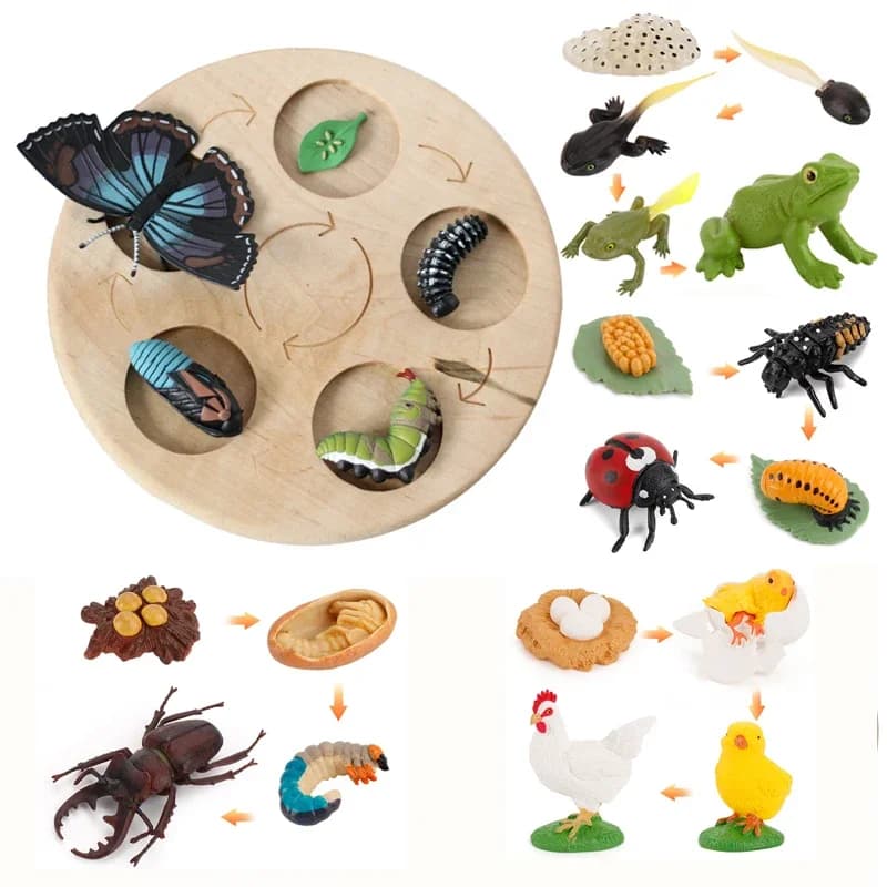 Tavola del ciclo di vita degli animali Giocattoli per bambini Sussidi didattici Montessori Pianta Ciclo di crescita degli animali Modello Set Giocattoli cognitivi prescolari