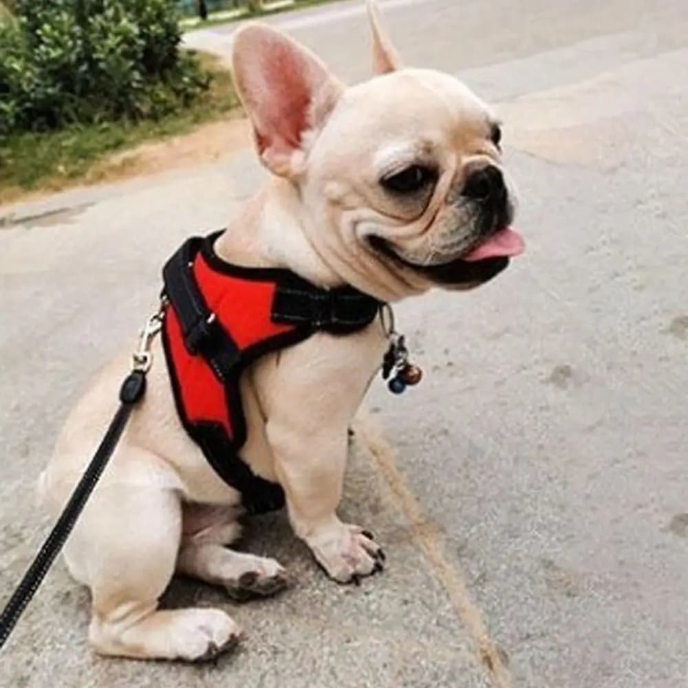 Imbracatura per cani e gatti in nylon resistente, fascia toracica riflettente traspirante per animali domestici con guinzaglio, gilet regolabile per animali domestici per tutte le stagioni