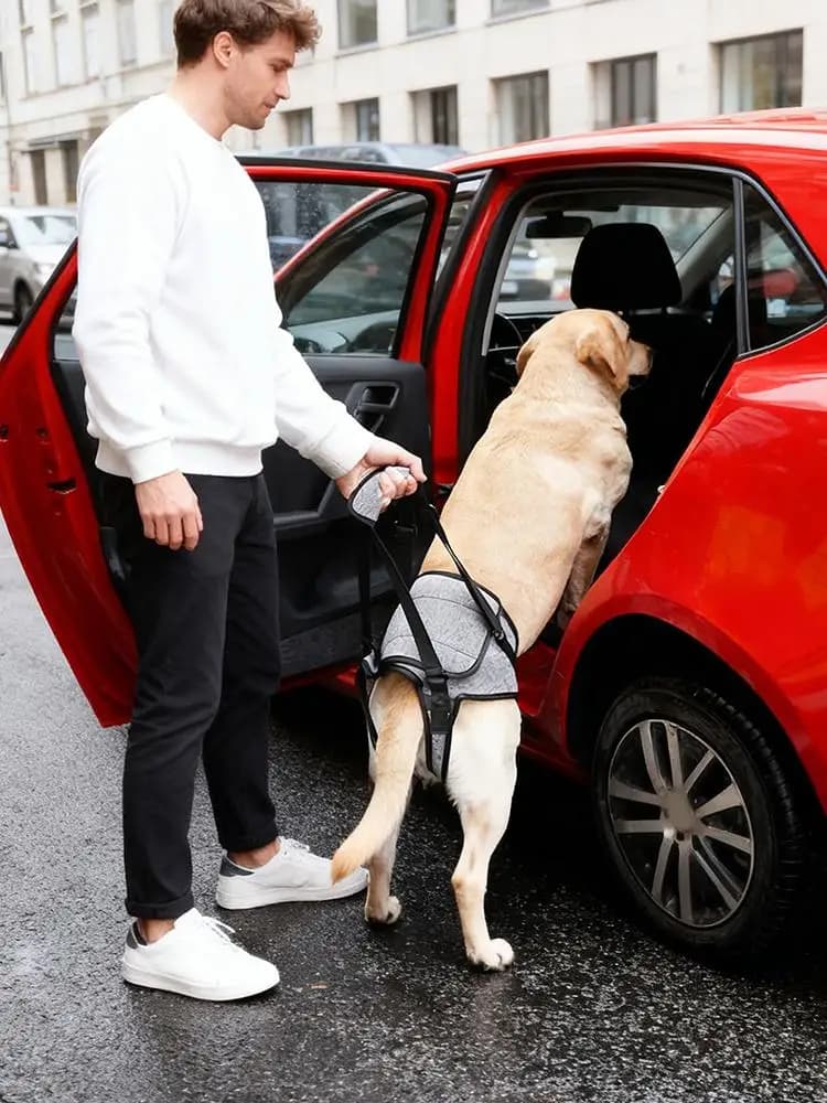 Imbracatura per sollevamento per cani Imbracatura elastica per trasporto a sgancio rapido Imbracatura per sollevamento per cani per le gambe posteriori per animali domestici Camminata al coperto Veterinario Visita Bagno in auto