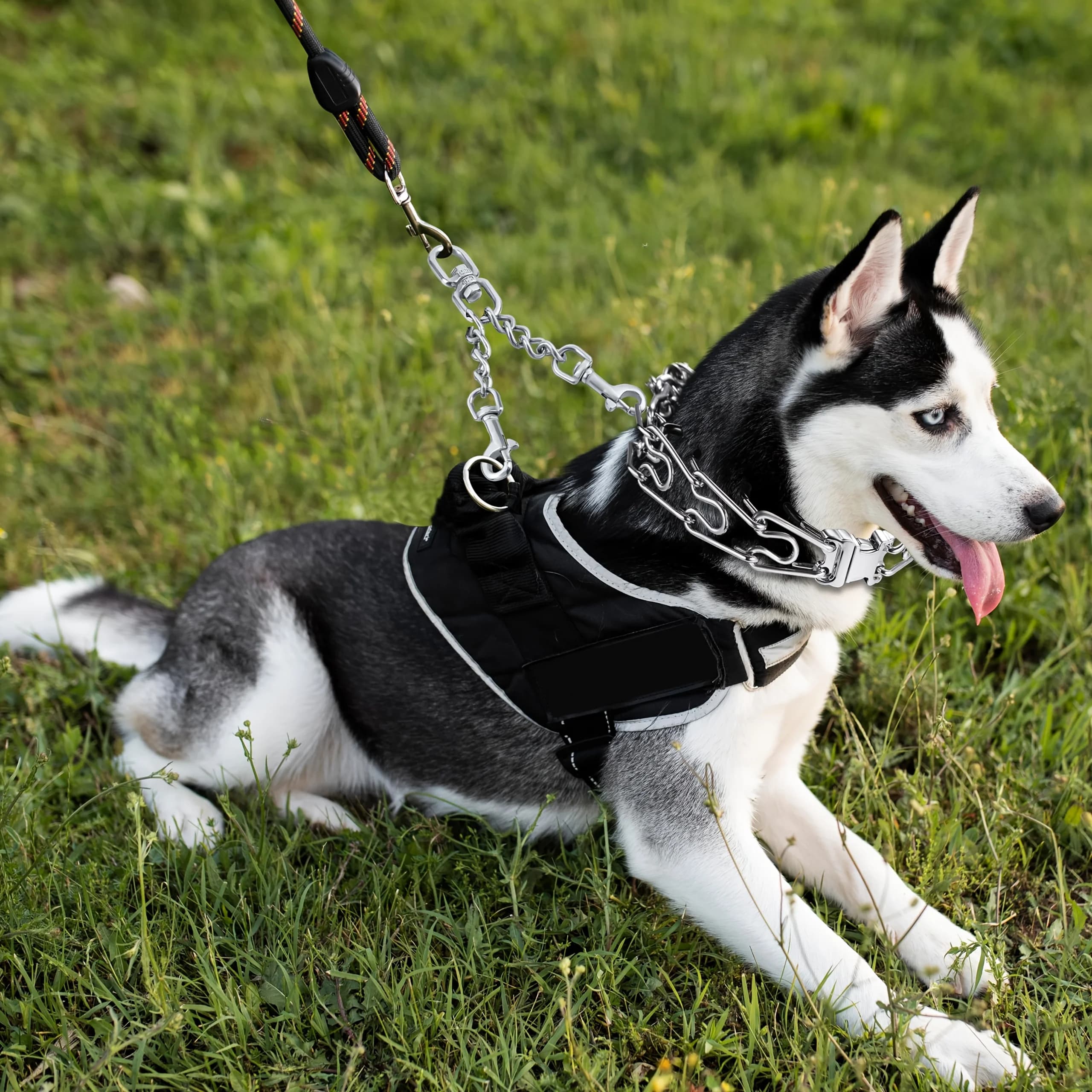 Clip di sicurezza per collare, clip di sicurezza per cani con doppia fibbia per guinzaglio, adatta per collari e connettori per imbracature anti-trazione