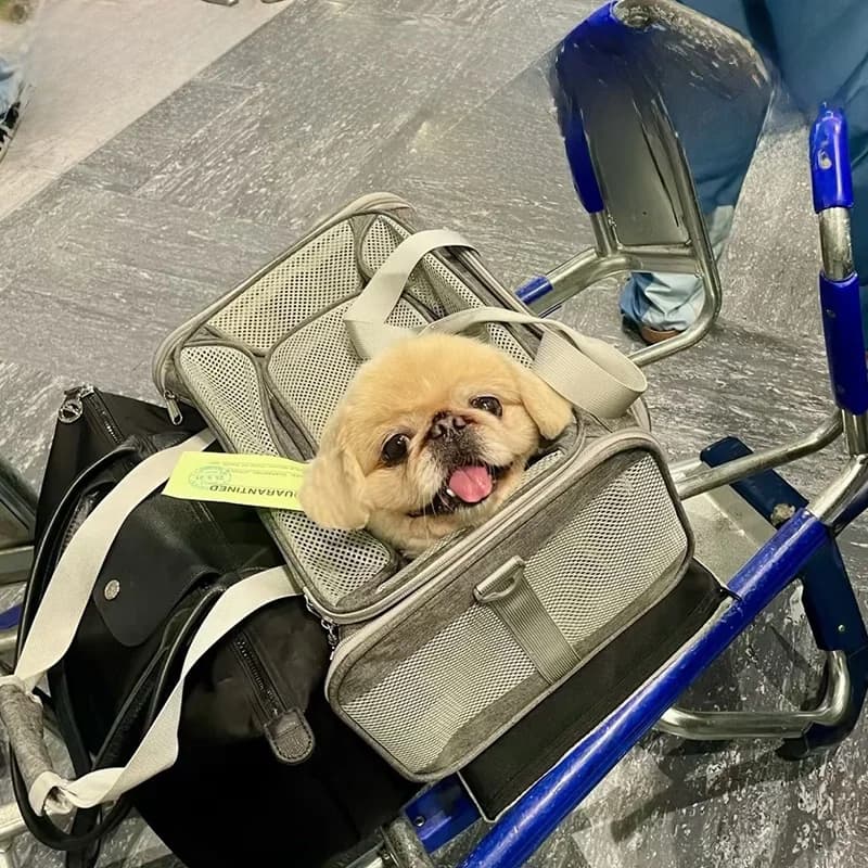 Borsa Morbida per Animali Domestici Korean Air, Borsa da Viaggio per Cani, Borsa da Cabina per Viaggi Aerei, Trasportino per Cani per Voli e Viaggi