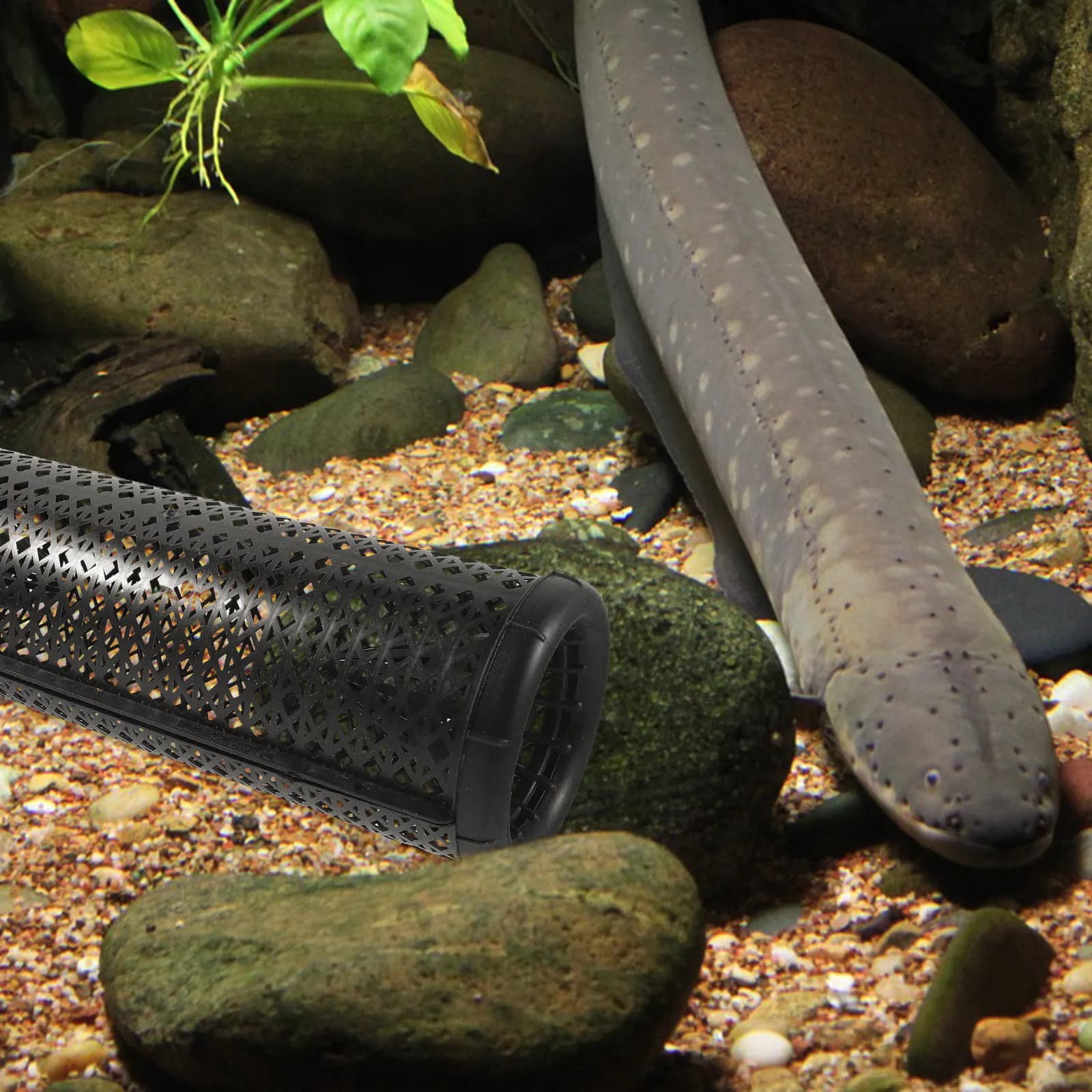 Nassa per la pesca di anguille senza sforzo, riutilizzabile, in plastica, design portatile per la cattura di gamberi, granchi, pesciolini, gamberetti, esche vive, ovunque