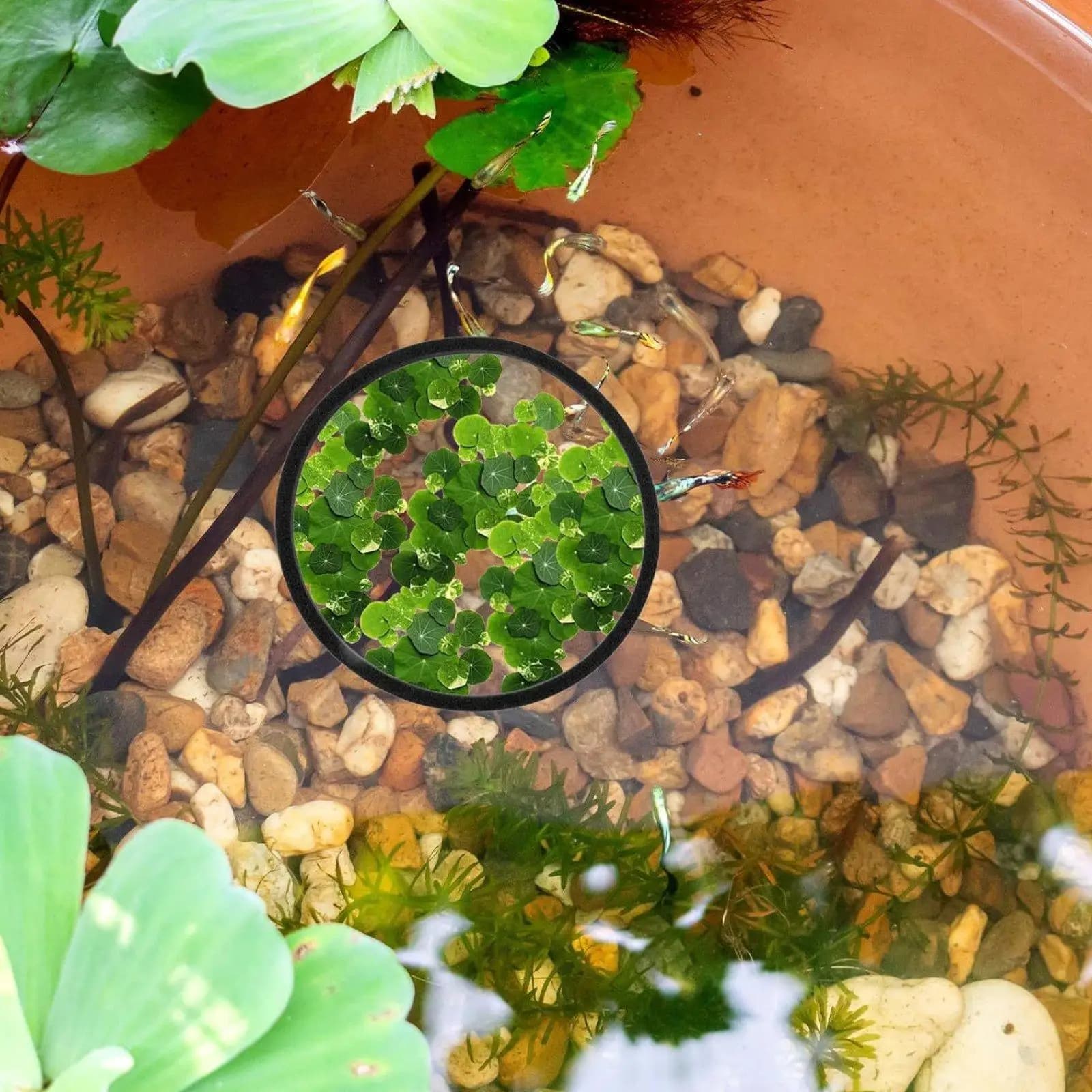 7x Fish Feeding Rings Professional Feeder Floating Plants Holder Fish Tank Accessories