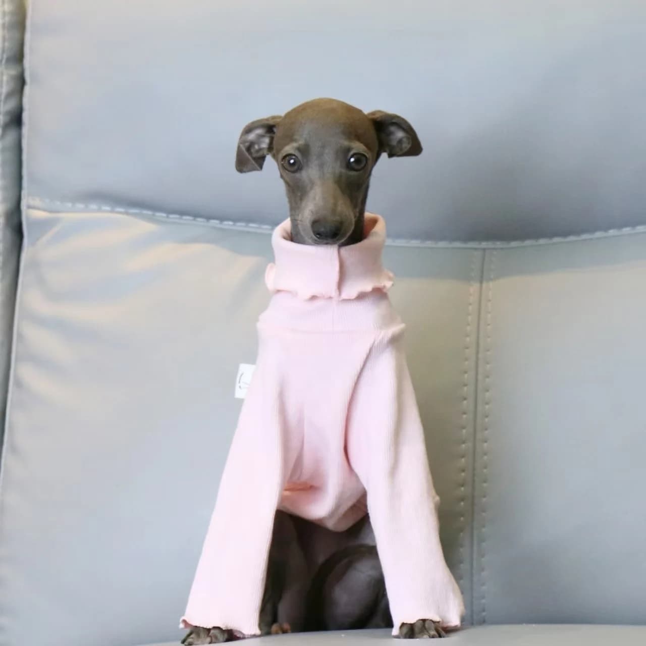 Vestiti per levrieri italiani Camicia Whippet con fondo elastico rosa filettato a collo alto Abiti morbidi e confortevoli per animali domestici