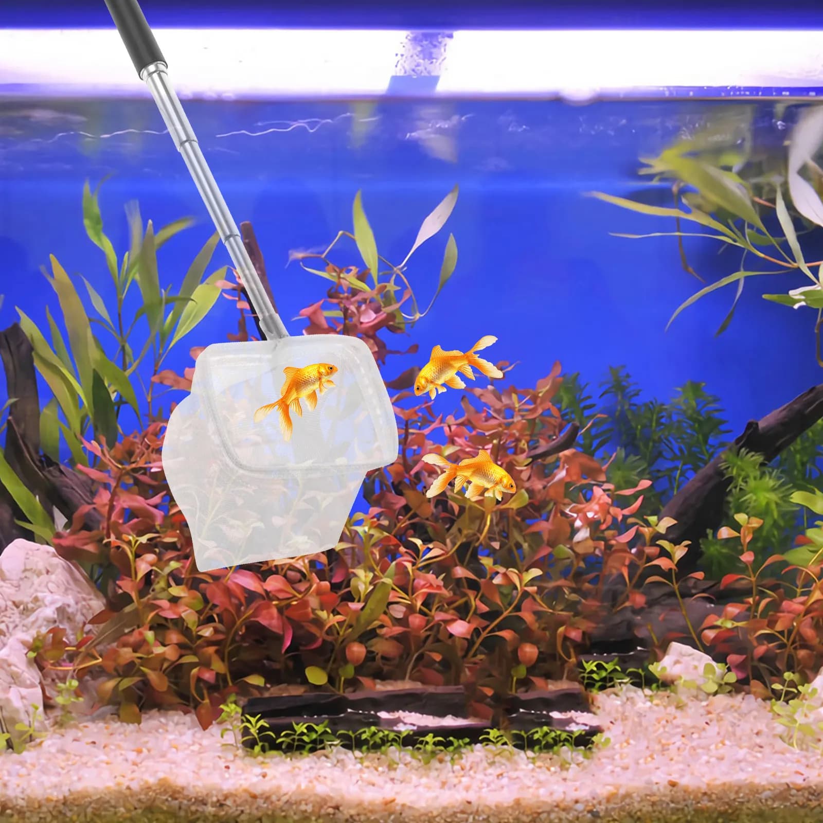 Rete Professionale Estensibile per Gamberetti con Manico Regolabile, Rete Lunga per la Pesca di Gamberetti, per Acquario, Vasca dei Pesci, Laghetto, Rete per la Pulizia del Fondo