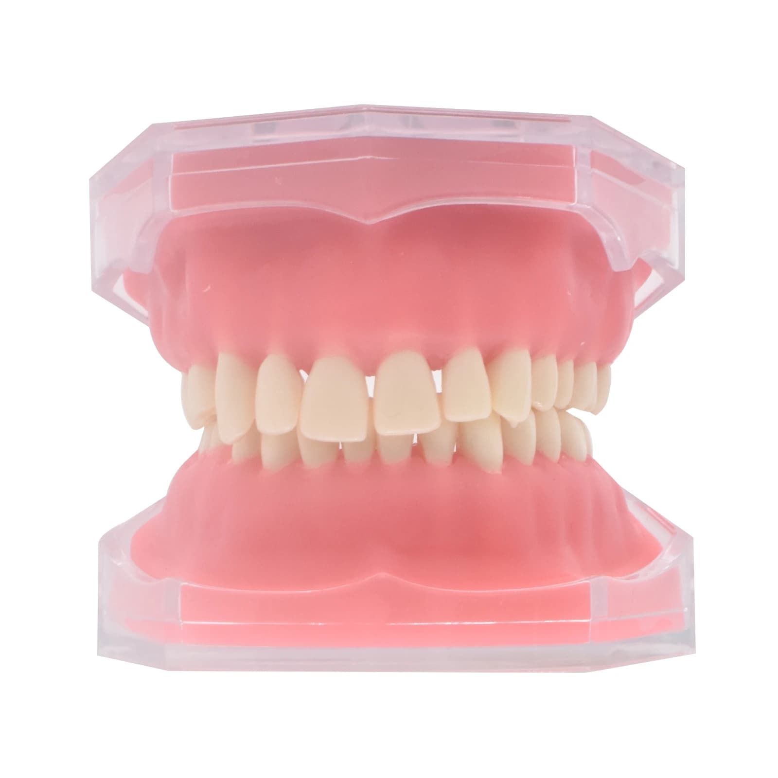 Modello di studio dentale tipodont standard con gengive morbide e 28 denti rimovibili, strumento per l'apprendimento e la didattica per dentisti, attrezzo da laboratorio odontoiatrico