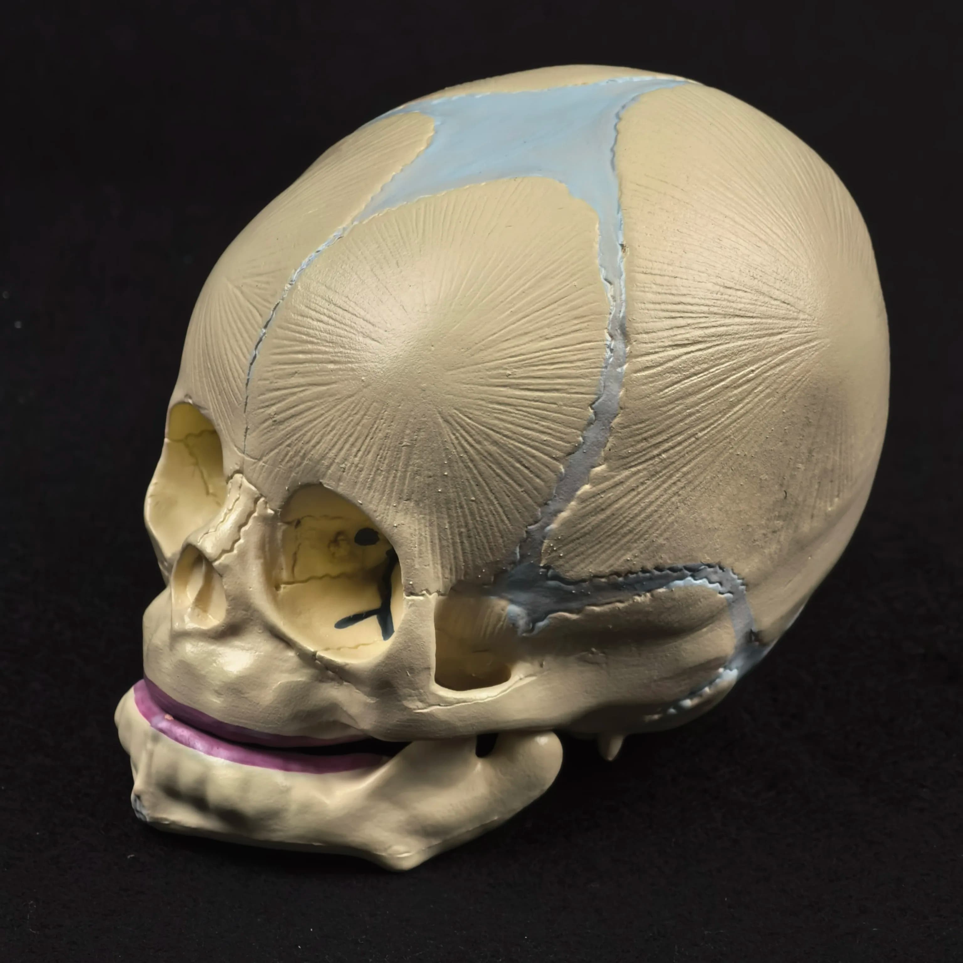 Modello anatomico del cranio anatomico infantile del bambino fetale umano in PVC ad alta simulazione per il giocattolo educativo del schizzo di arte medica