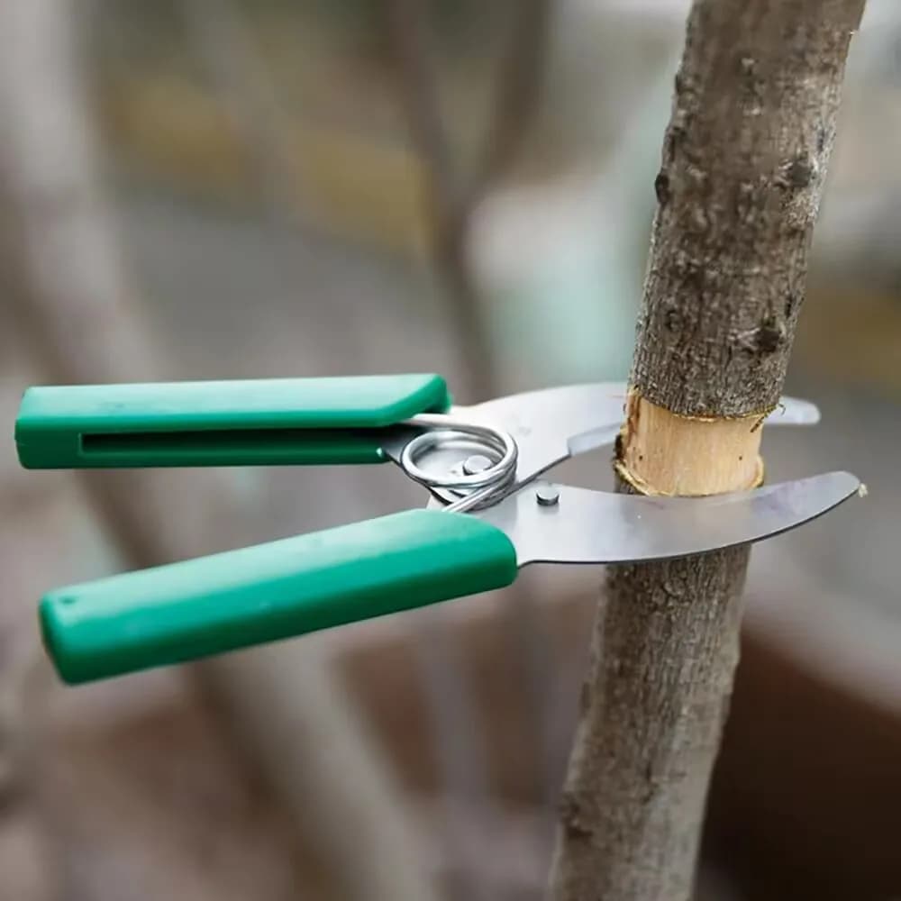 Innesto Taglio Cesoie Albero da frutto Spellatura Taglio Innesto Forbici Anello Peeling Guinzaglio Coltello da giardino Frutteto Strumento di potatura