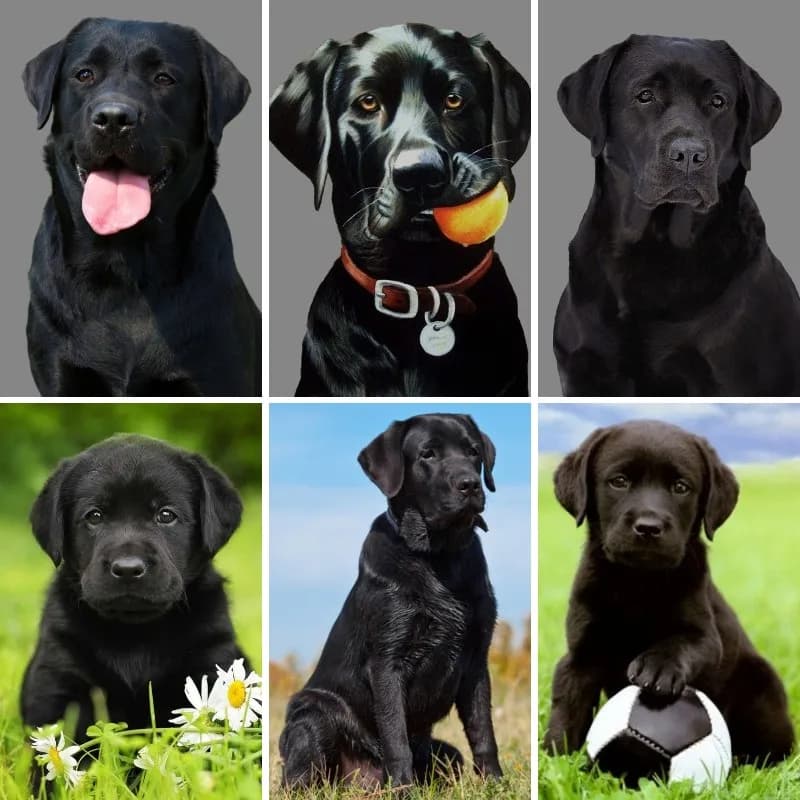 Kit di pittura diamante per adulti Cucciolo di laboratorio nero, trapano completo 5D, pittura diamante per bambini, kit artistico diamante nero cane labrador fai da te