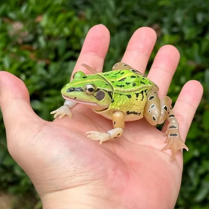 BANDAI Ufficiale Realistico Rana Macchiata Nera Gashapon - Scienza Natura Modello Animale Con Licenza Fascino Educativo Da Collezione