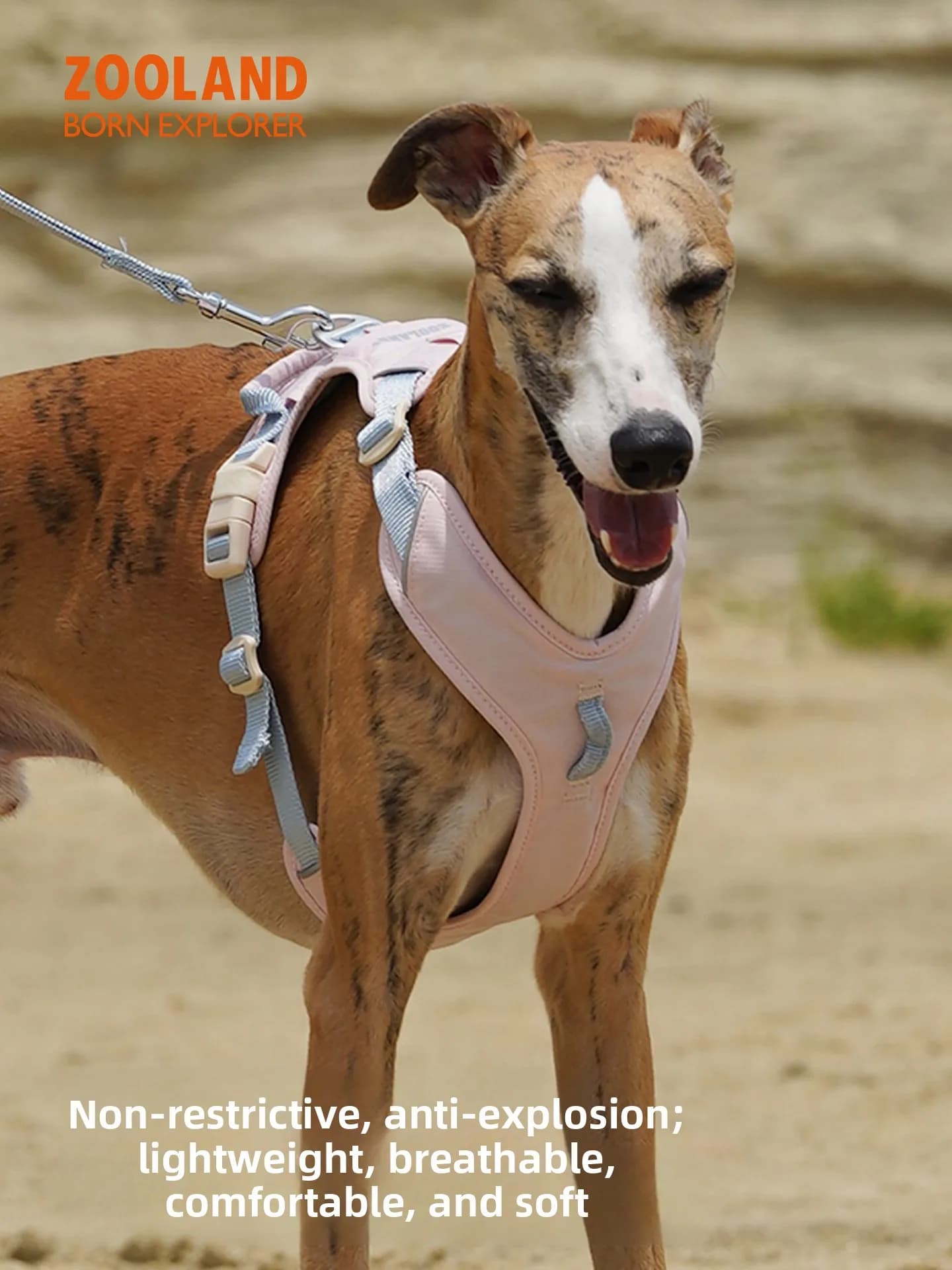 Zooland Pettorina per Cani con Guinzaglio, Imbracatura Antistrozzamento per Passeggio, in Poliestere, Non Elastica, Regolabile