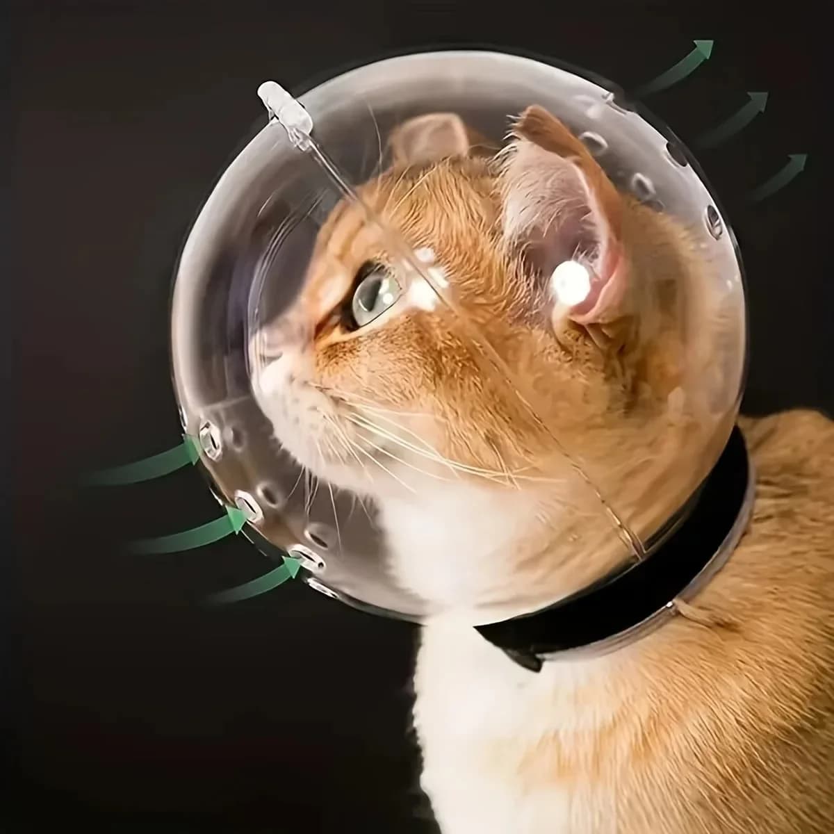 Palla di protezione per la testa del gatto, accessori per la toelettatura degli animali domestici, maschera traspirante, casco da nuoto, forniture per gatti