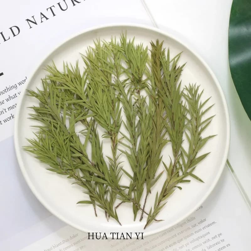 Natura pressata Melaleuca Bracteata fiori secchi, vera foglia goffrata fai da te colla a goccia custodie per telefoni cornici per foto lampade da scrivania, 24 pezzi, 8-12 cm
