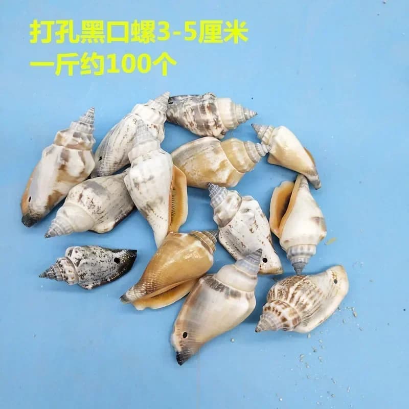 Conchelle shell white punching handmade donkey dome wind music box material bag bracelet creation of natural jewelry