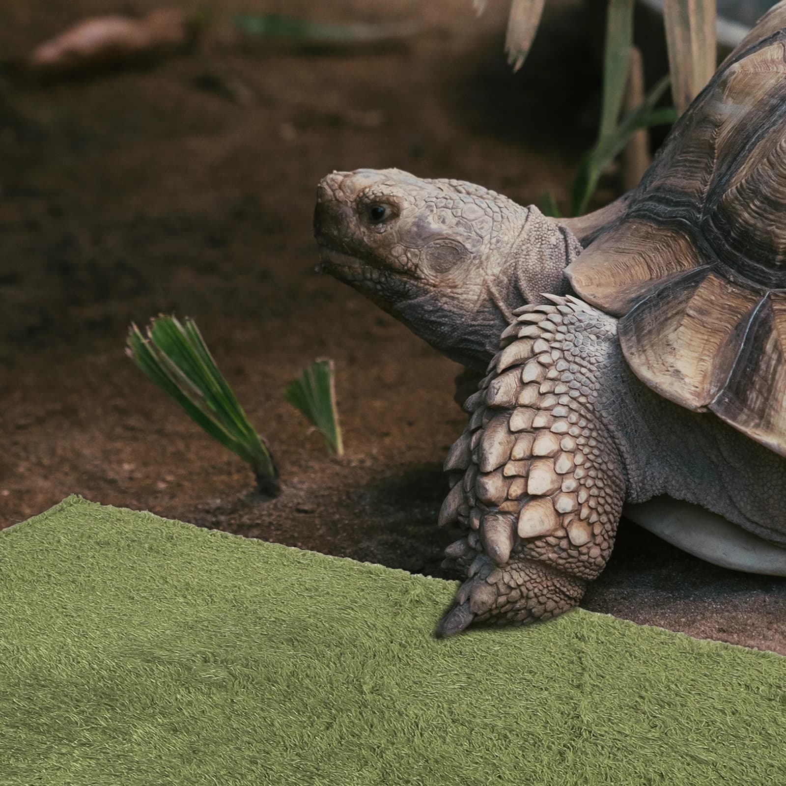 Rettile Terrario Tappeto Tappetino Morbido E Traspirante Design Lungo Durevole Riutilizzabile Biancheria da Letto per Serpente Substrato Pet Habitat Serpente Substrato