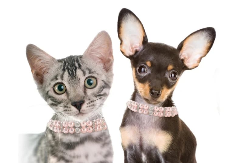 Set collare per animali domestici con perle Perle artificiali Collare per cani con strass per collana per gatti Festa di nozze Rosa Blu Verde