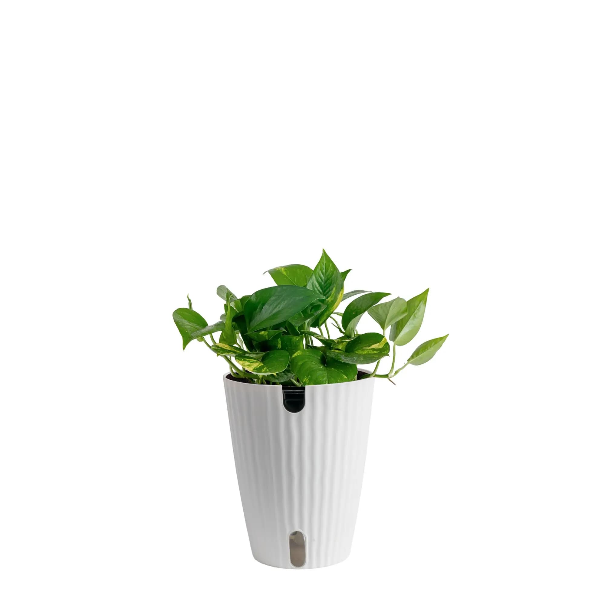 12-inch Pothos Live Plant with 5-inch Self-Watering Pot