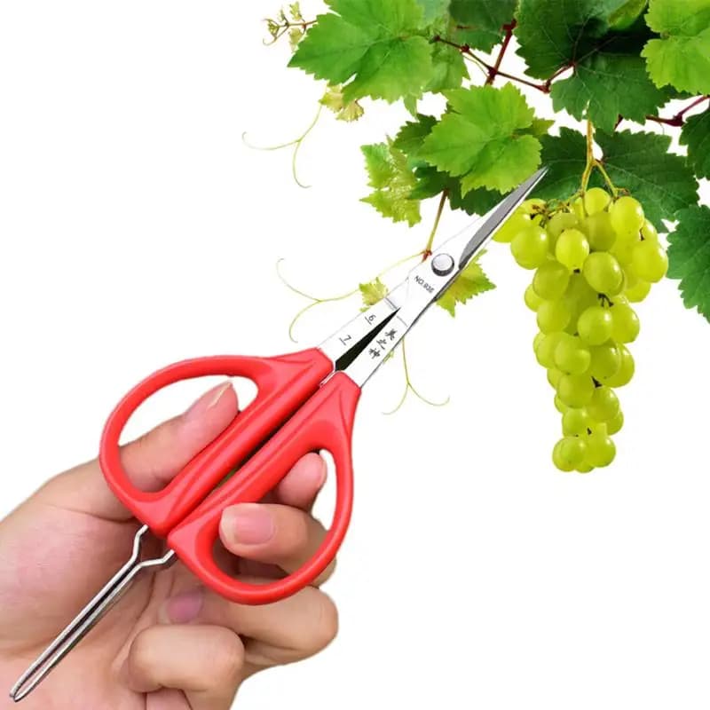 Grapes scissors pruning shears with tweezers Garden tool Patch for vegetables Bonsai Professional joinery Fruit collection stainless steel