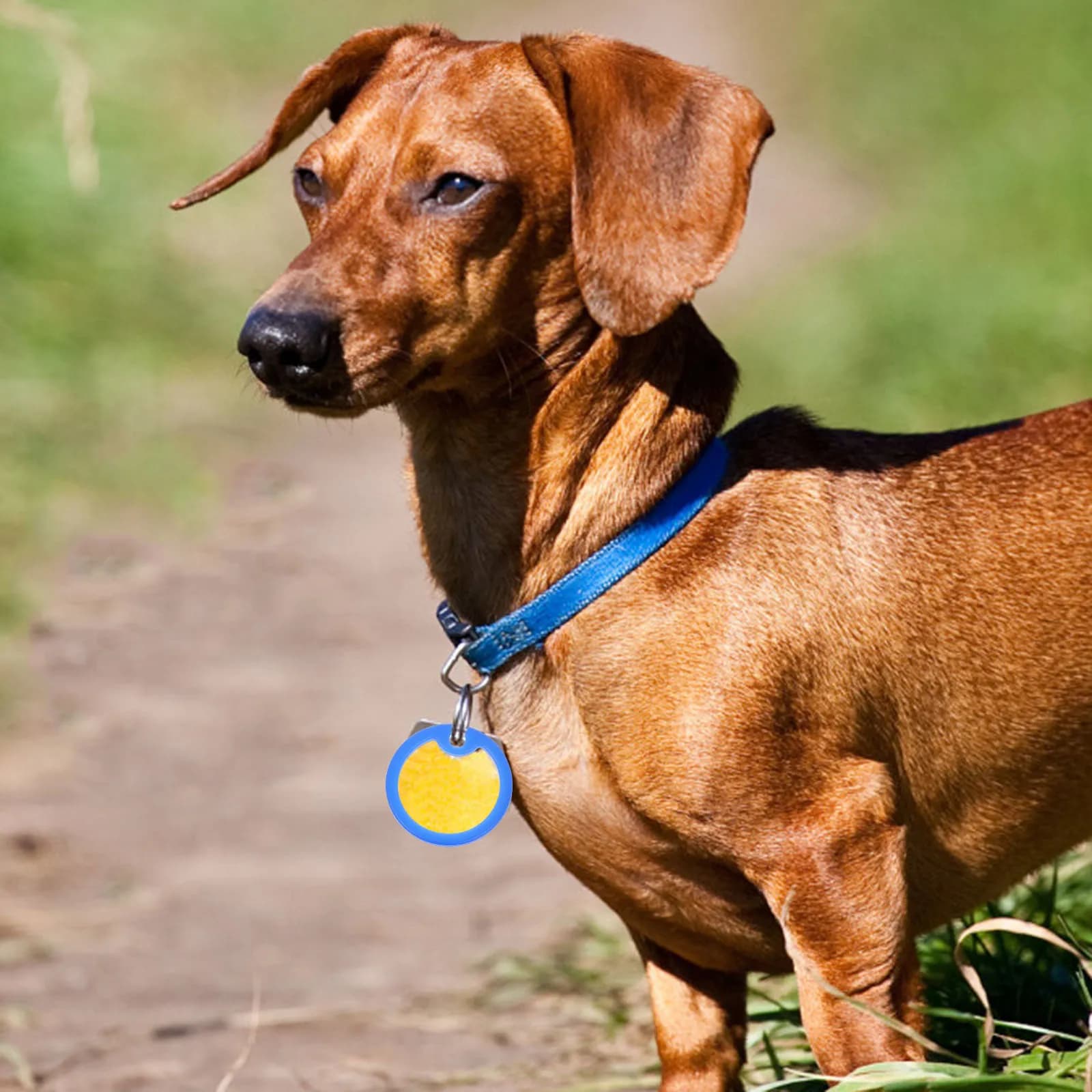 6 Pezzi Coperture in Silicone per Targhette Identificative per Cani, Protezioni Morbide Antirumore per Targhette ID Animali Domestici, Silenziatori per Collari di Cani, Anelli Silenziosi