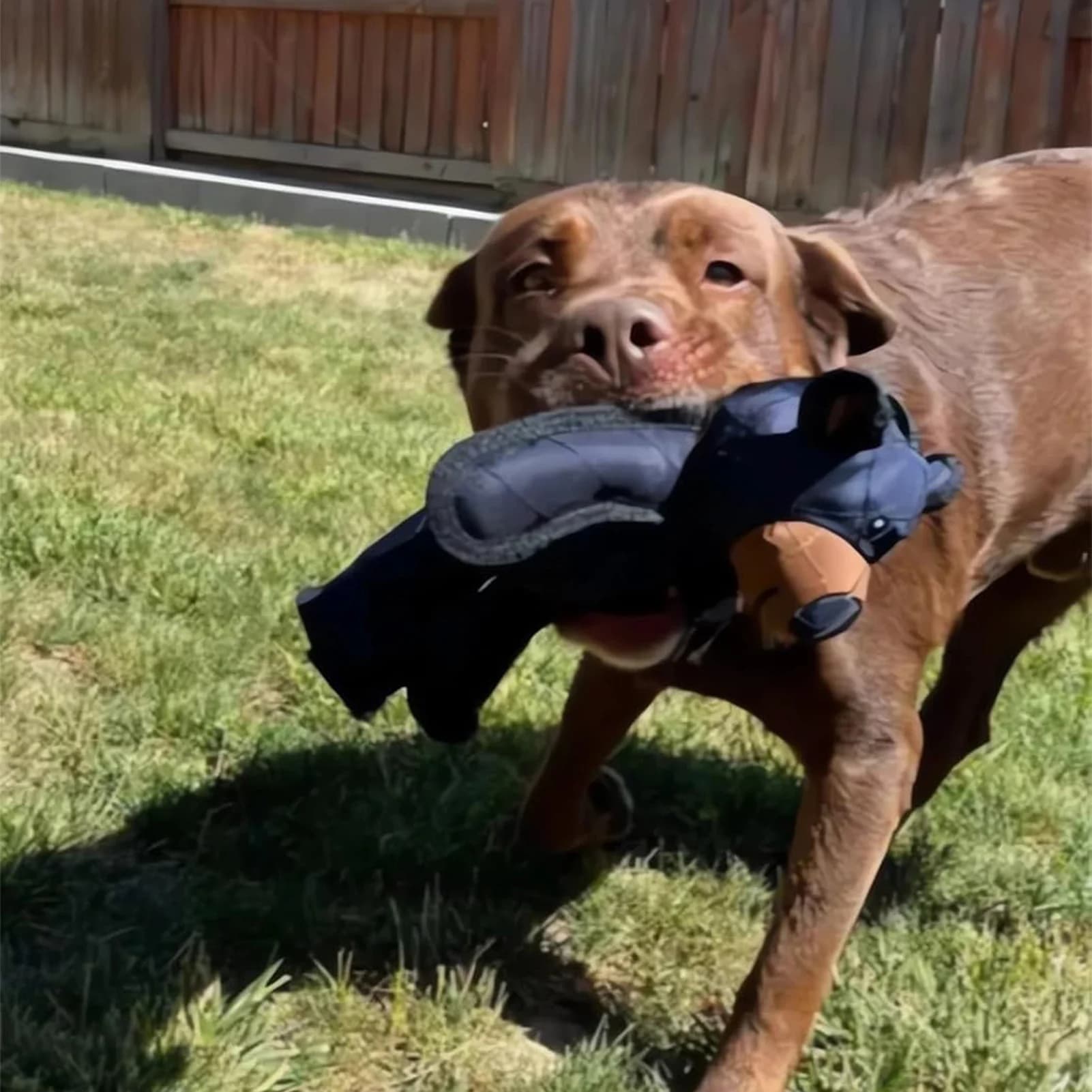 Addestramento per la dentizione del cane Mighty Bear Giocattoli per animali domestici Durevole, resistente e resistente, giocattolo per cani da masticare, regali per giocattoli per cani da cucciolo