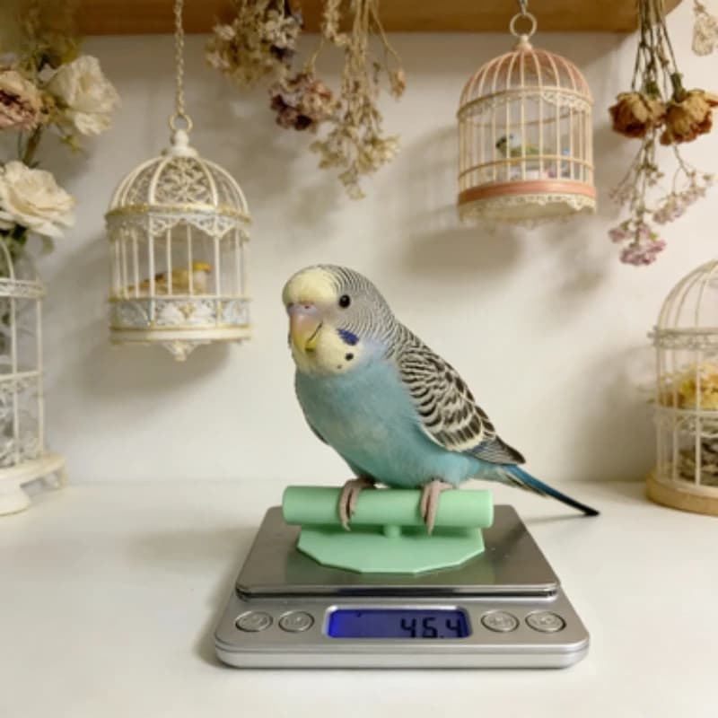Bird Perch for Digital Scale Parrot Weighing Stand Accessory Small Parrot Weight Monitor Tool For Budgie Cockatiel Supplies
