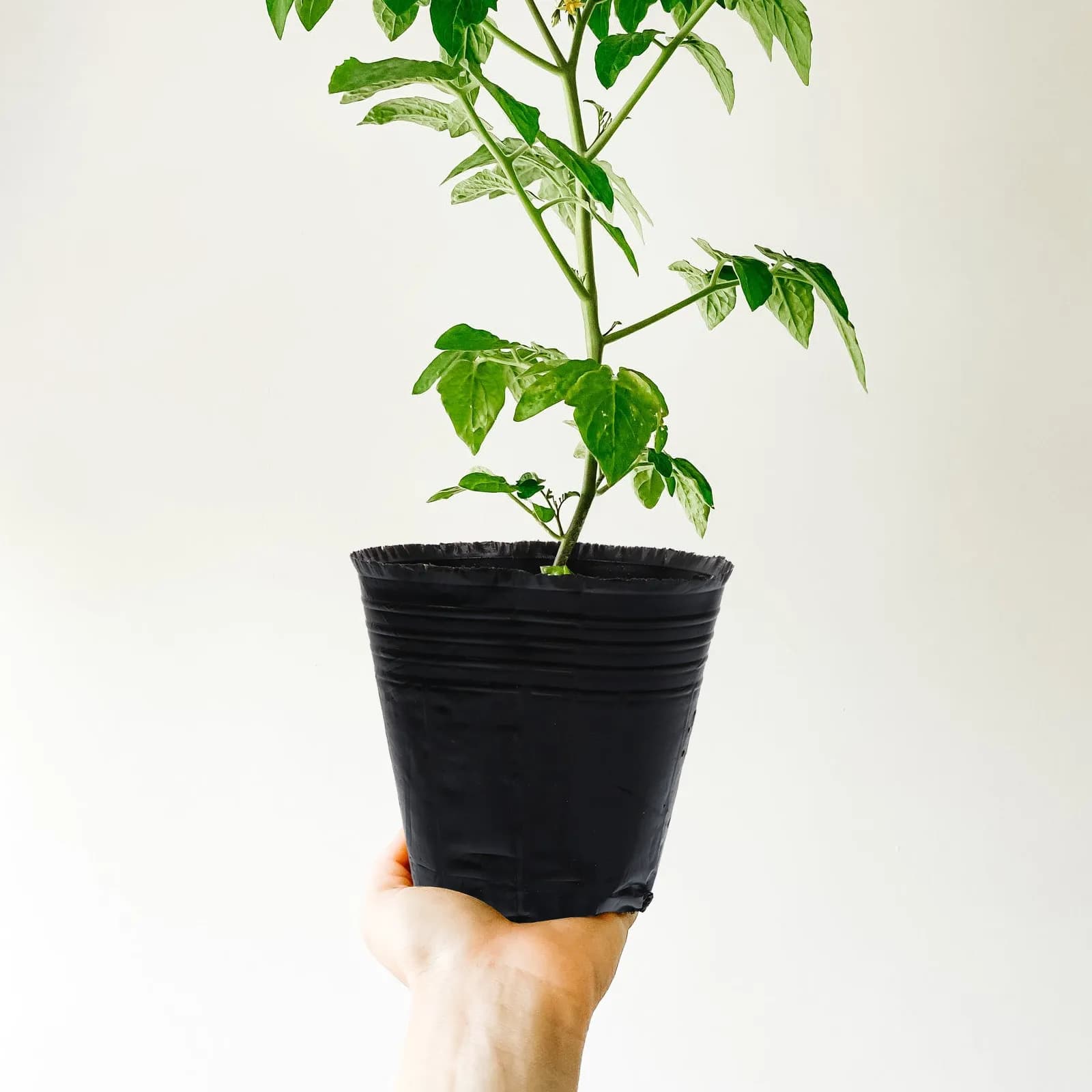 500Pcs Small Plant Nursery Pots Thin Lightweight Nursery Containers for Seed Starting Garden Flower Vegetables