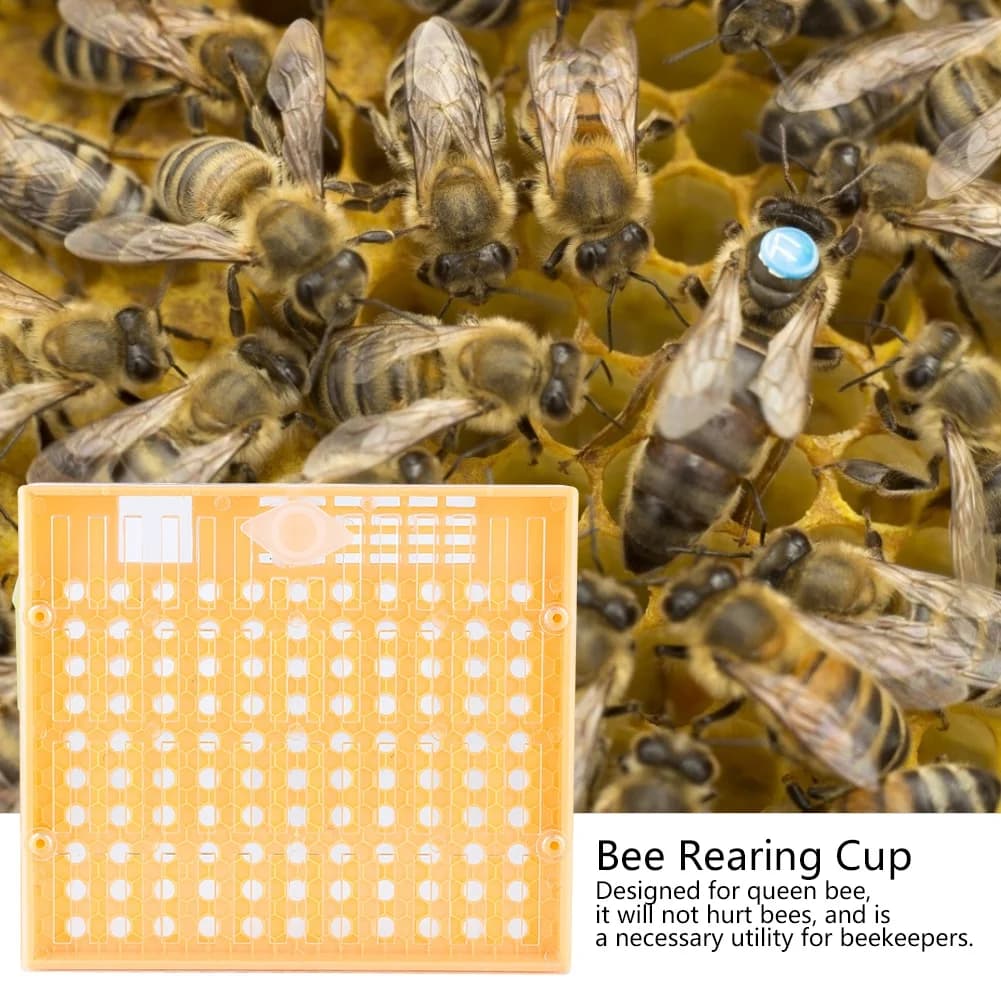 1 Set QueenBee Tazza di allevamento Tazza di allevamento in plastica Sistema di allevamento della regina Strumenti per l'apicoltura Scatola di allevamento delle api per attrezzature per l'apicoltura