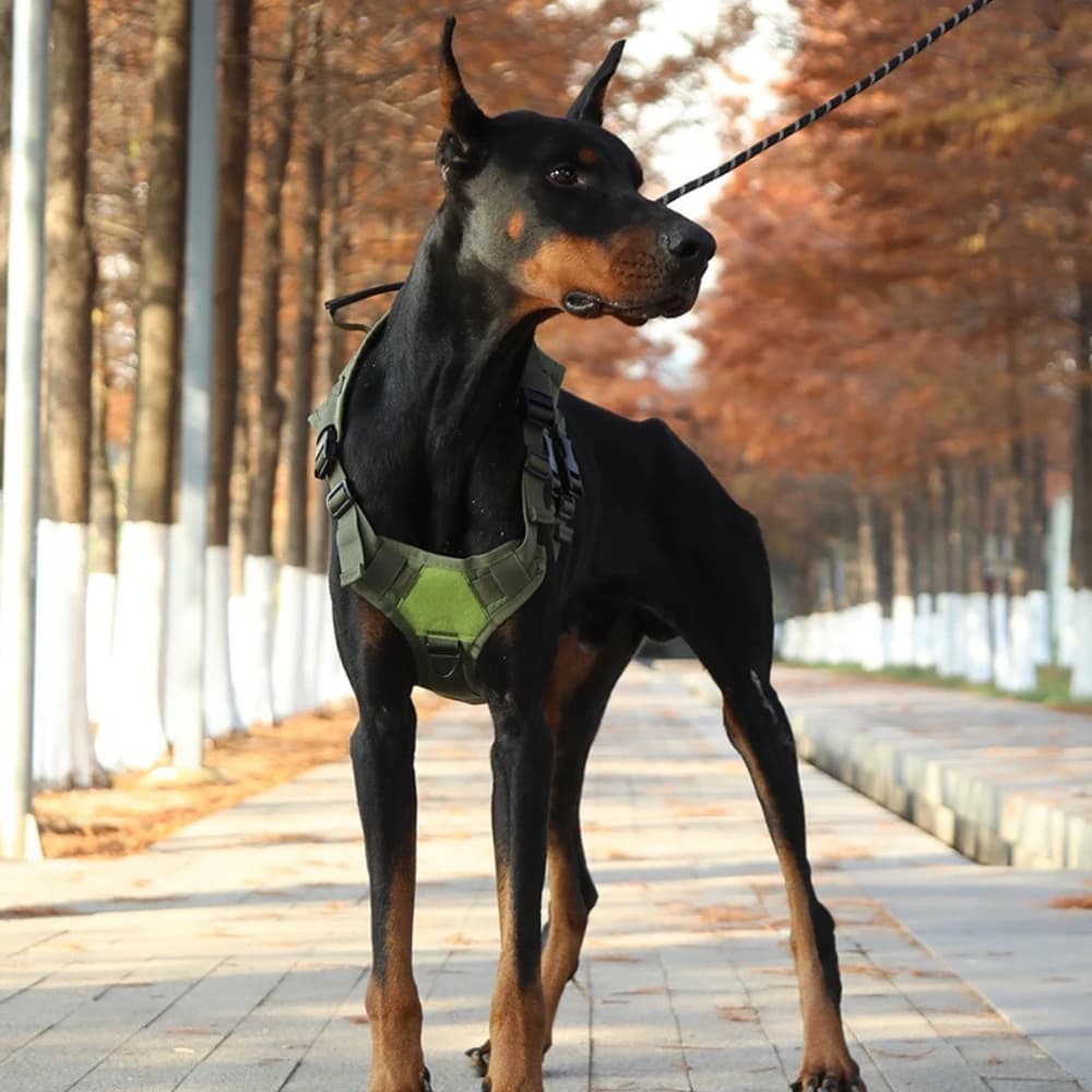 Tactical Dog Harness with Leash, No-Pull & Escape-Proof Pet Lead, Multifunctional Walking Gear for Medium Large Dogs