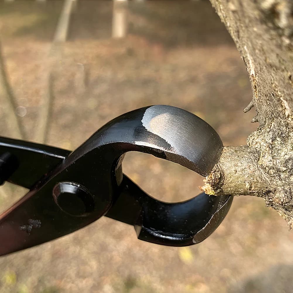 Strumenti per la manutenzione del giardinaggio Cesoie per giunti sferici per bonsai Pinze a becchi tondi