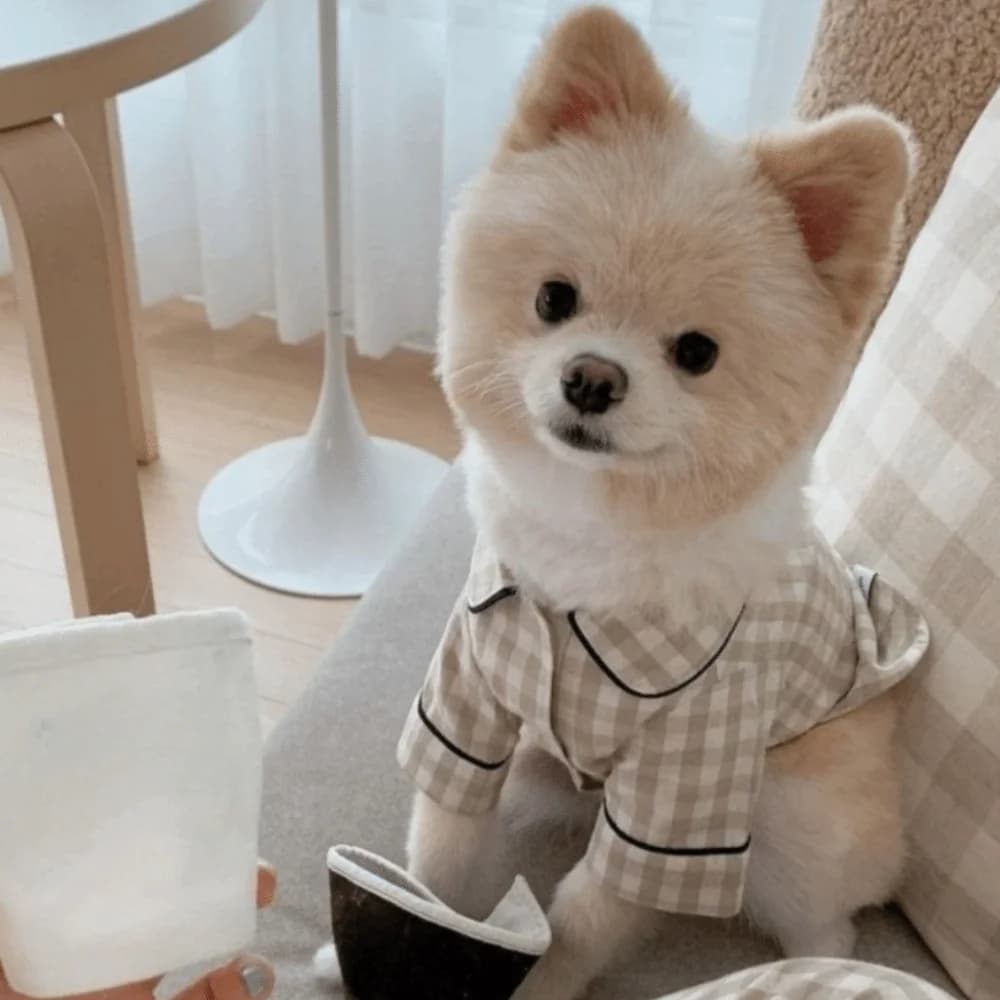 Abbigliamento per Animali Domestici: Camicie a Quadri Comode in Stile INS, Pigiami Eleganti e alla Moda per Cani, Costumi Carini per Gatti e Cani