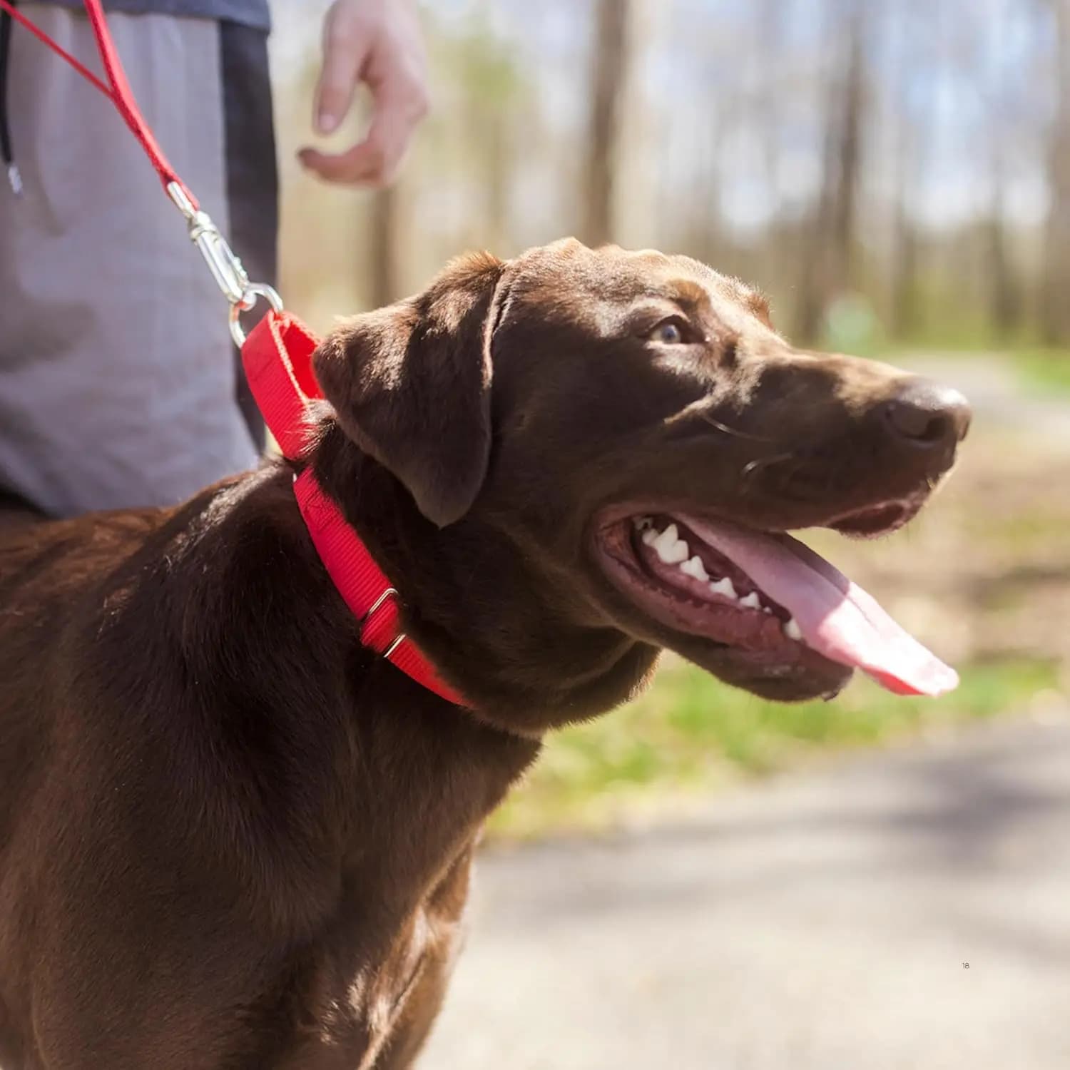 Collare per Cani Martingale in Nylon Resistente - Collare da Addestramento Regolabile per Razze Piccole, Medie e Grandi, Design Sicuro